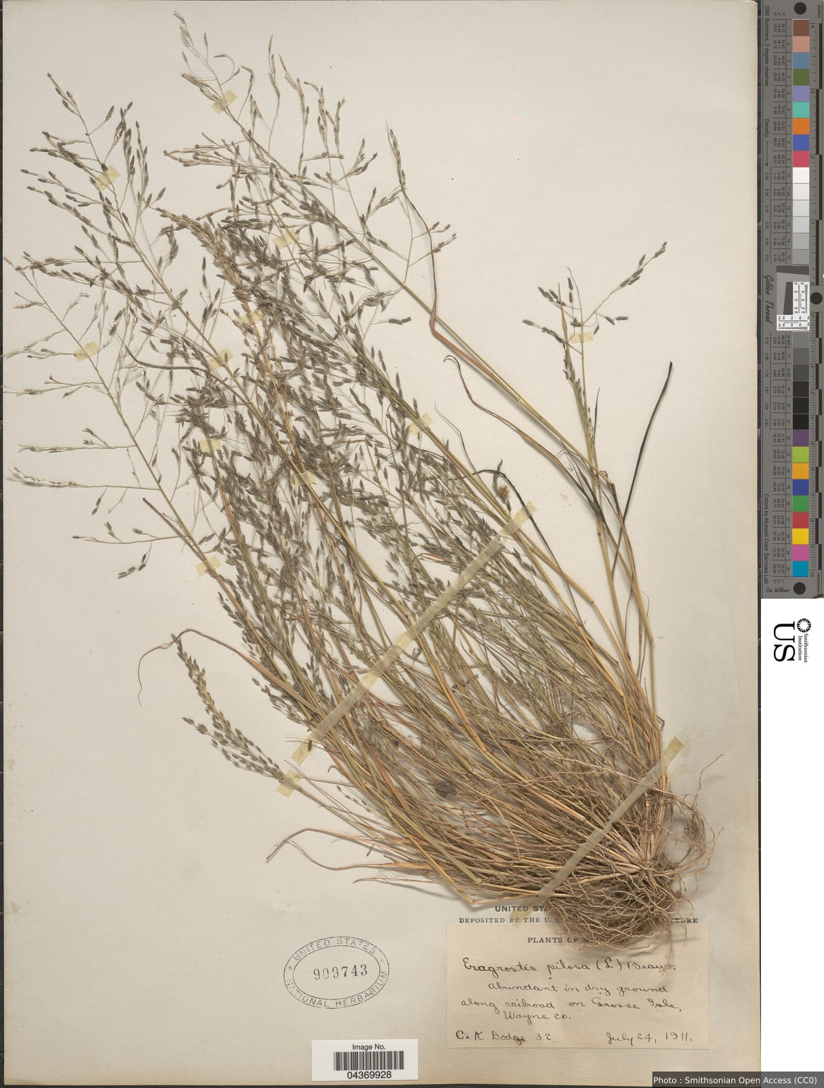 Eragrostis pectinacea (Michx.) Nees