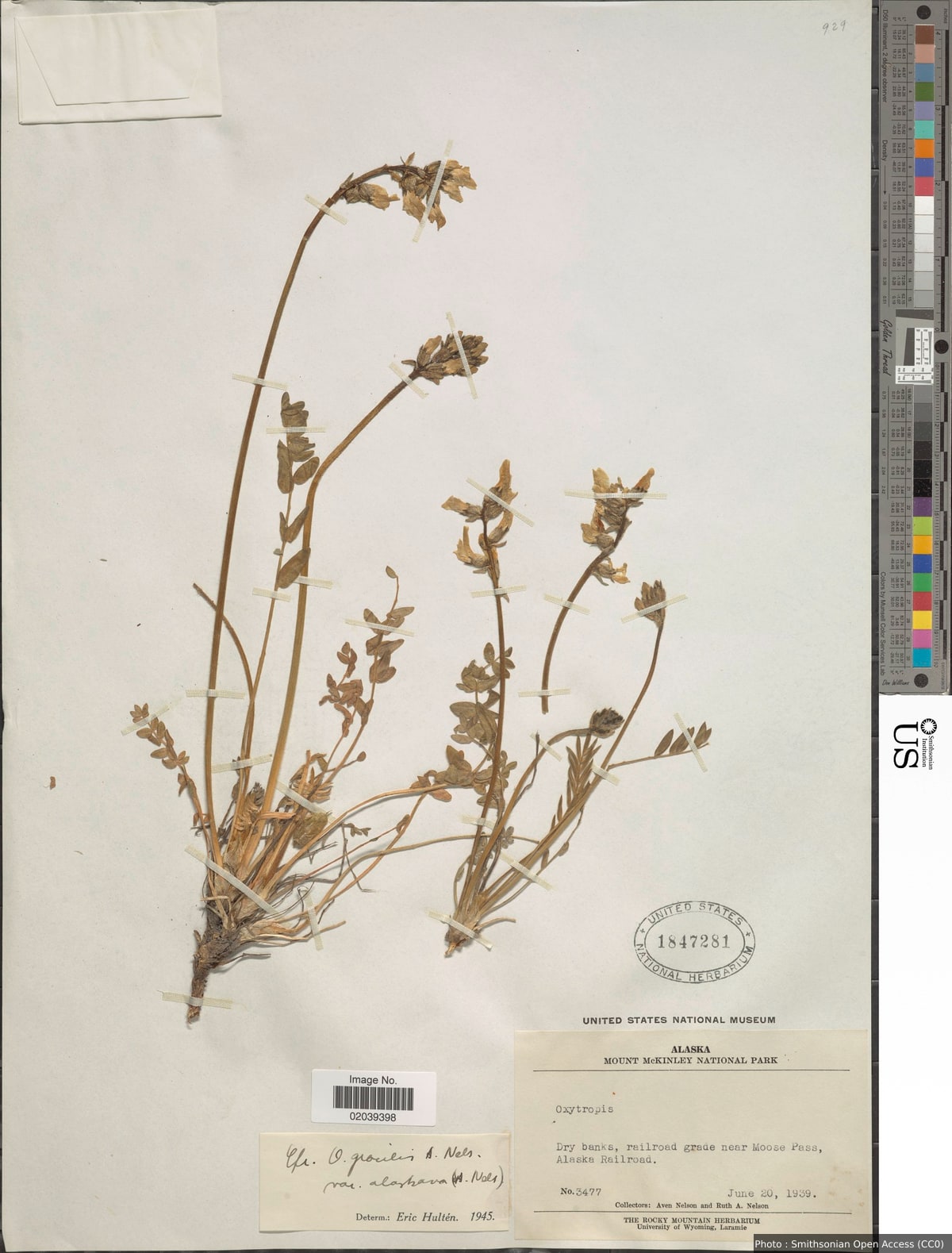 Oxytropis campestris var. gracilis (A. Nelson) Barneby