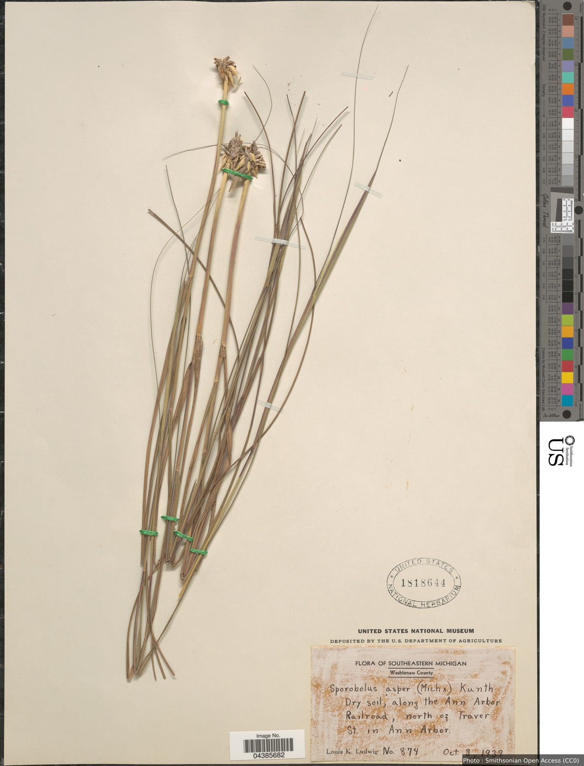 Sporobolus compositus (Poir.) Merr.