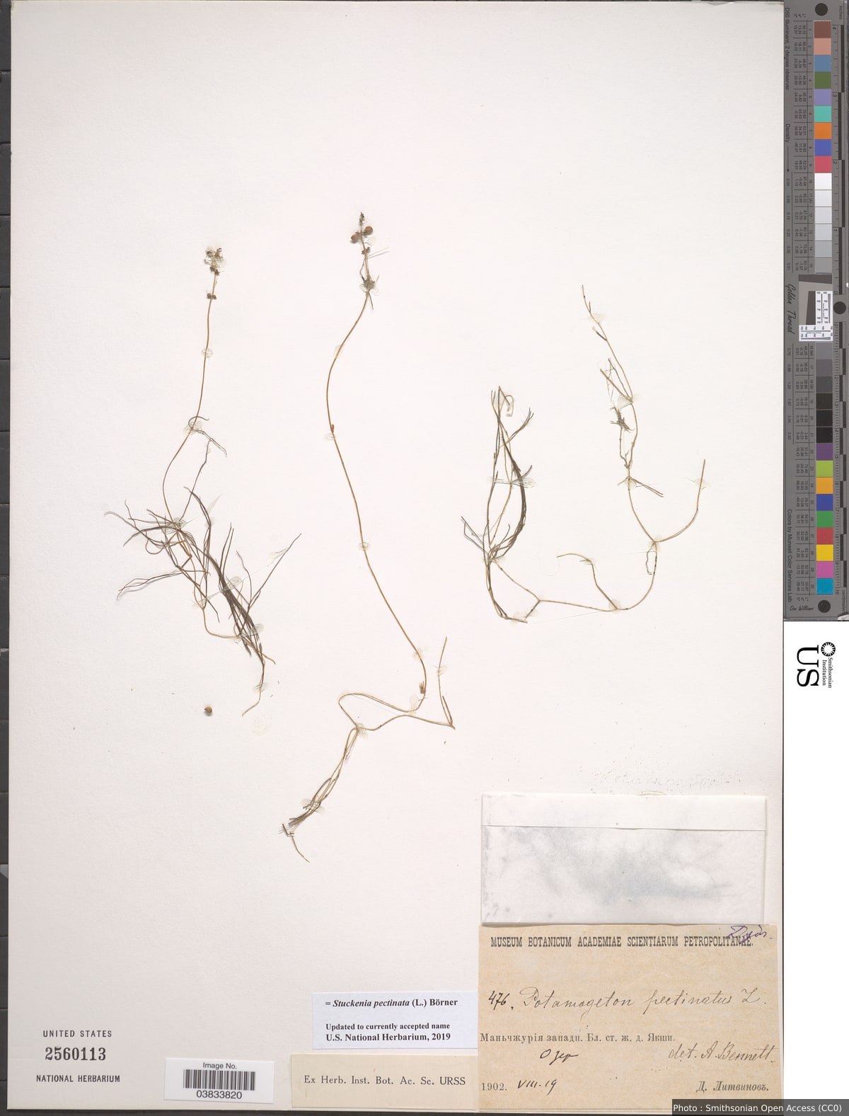 Stuckenia pectinata (L.) Börner