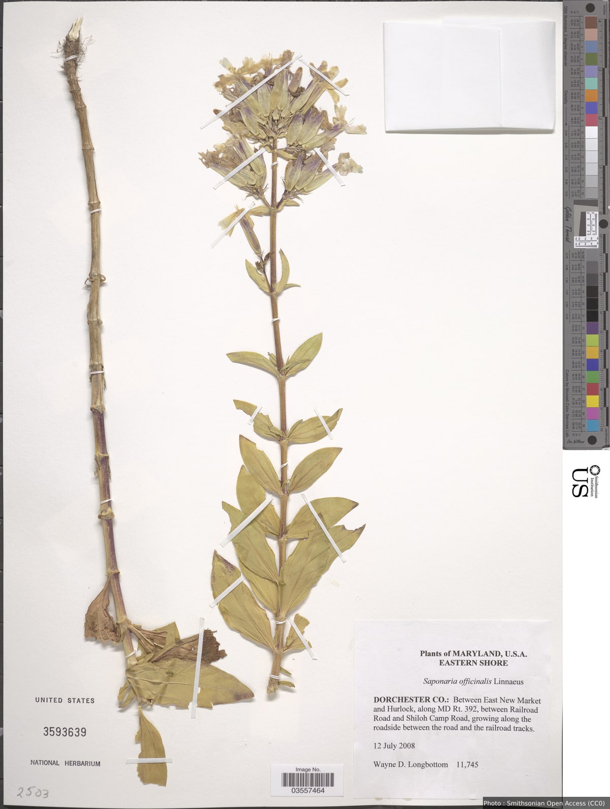 Saponaria officinalis L.