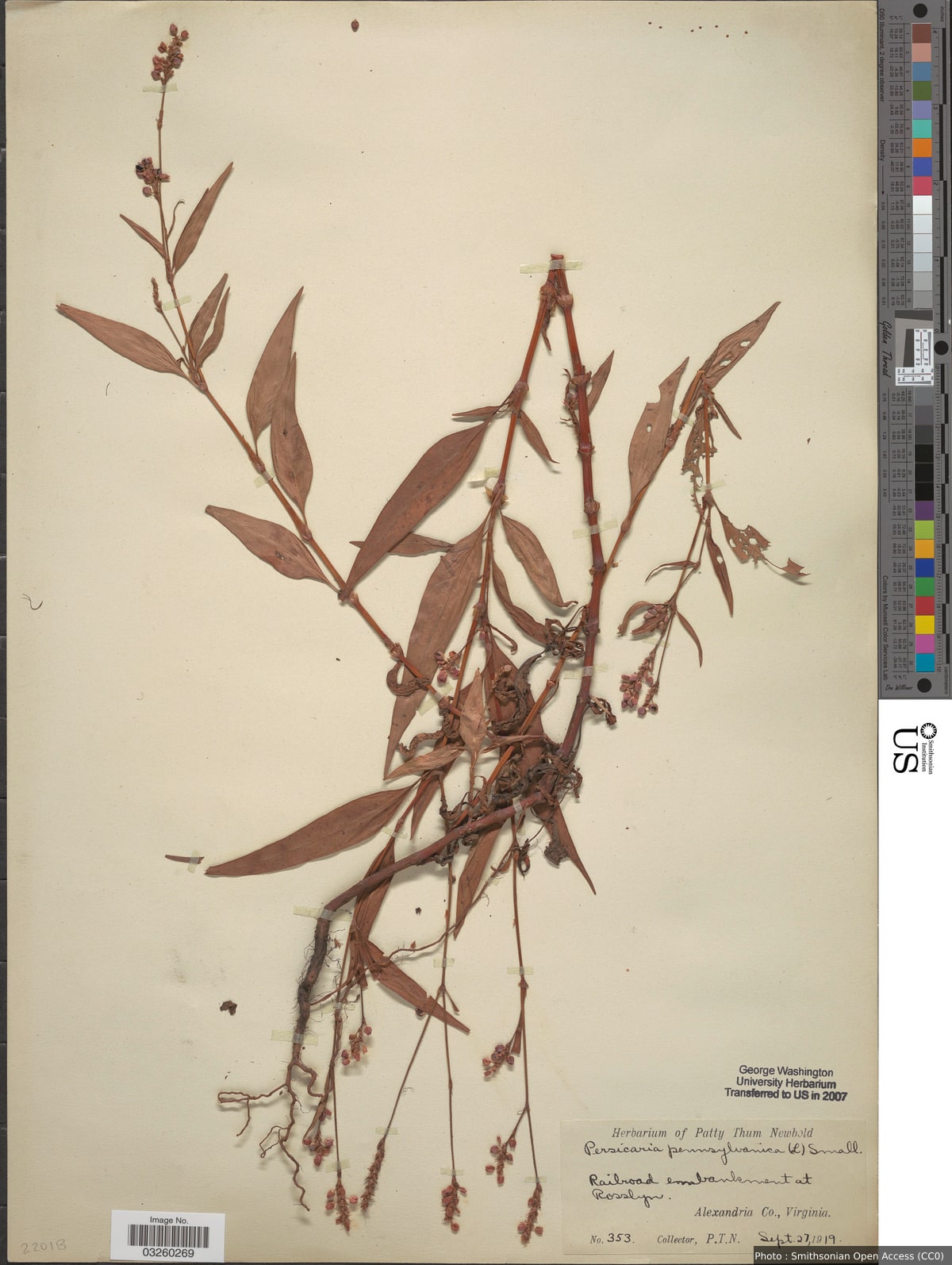Persicaria pensylvanica (L.) M. Gómez