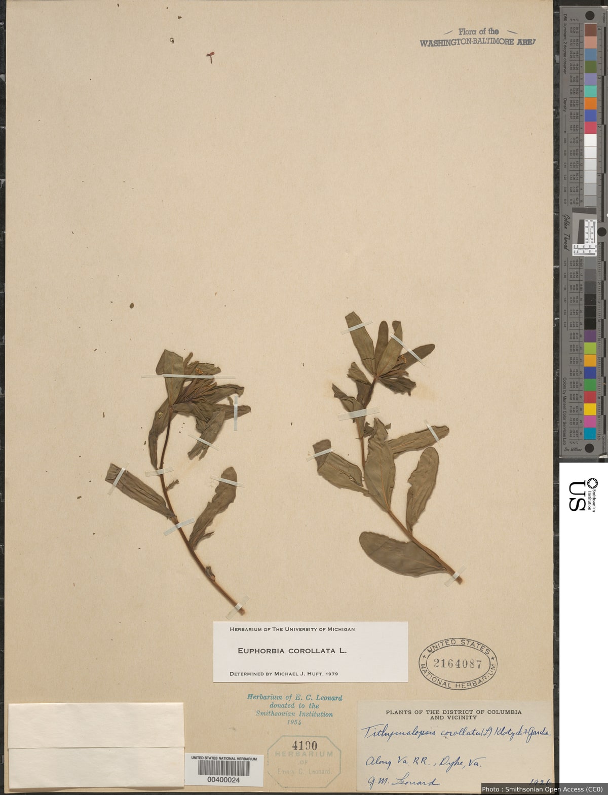 Euphorbia corollata L.