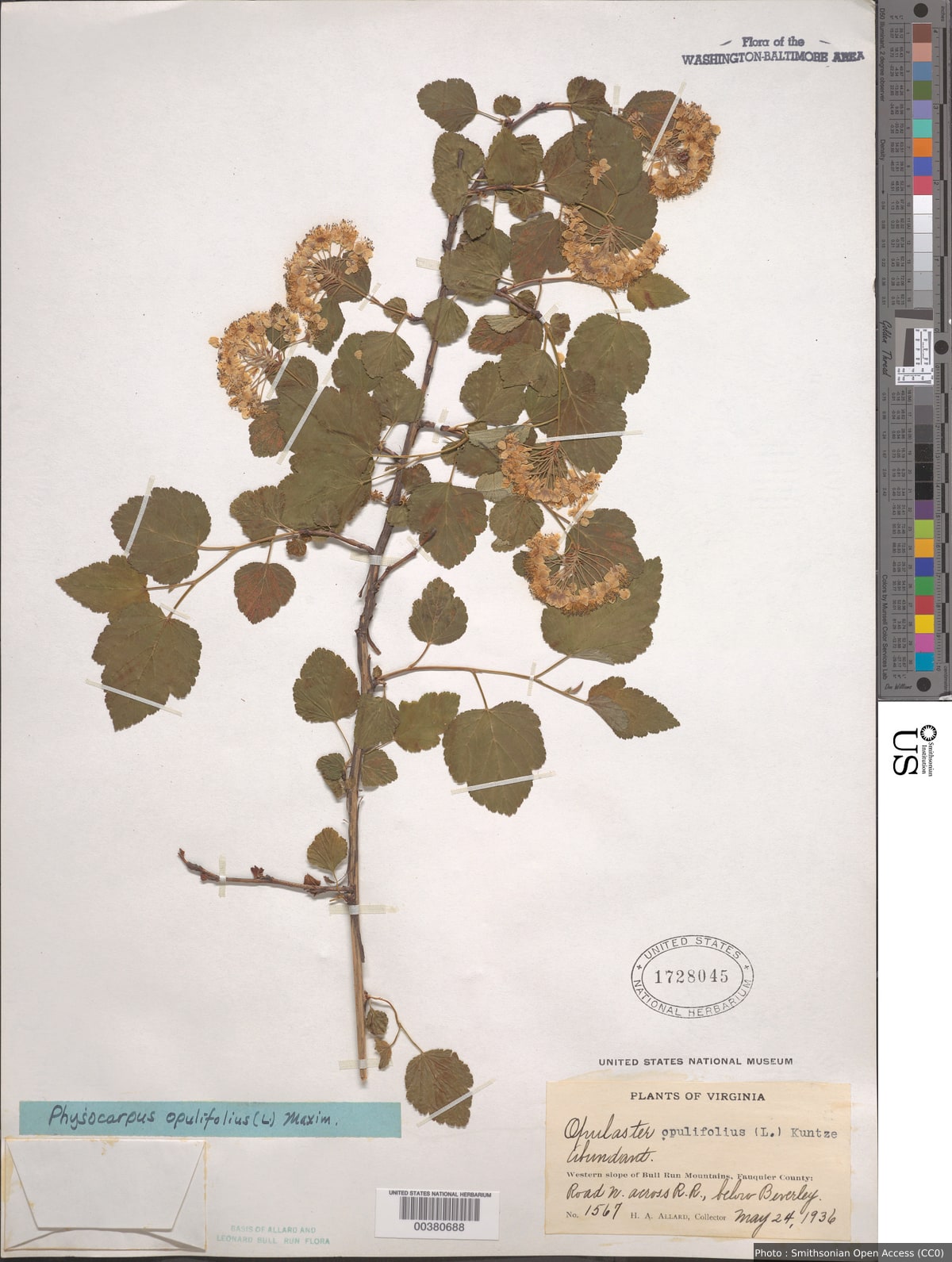 Physocarpus opulifolius (L.) Maxim.