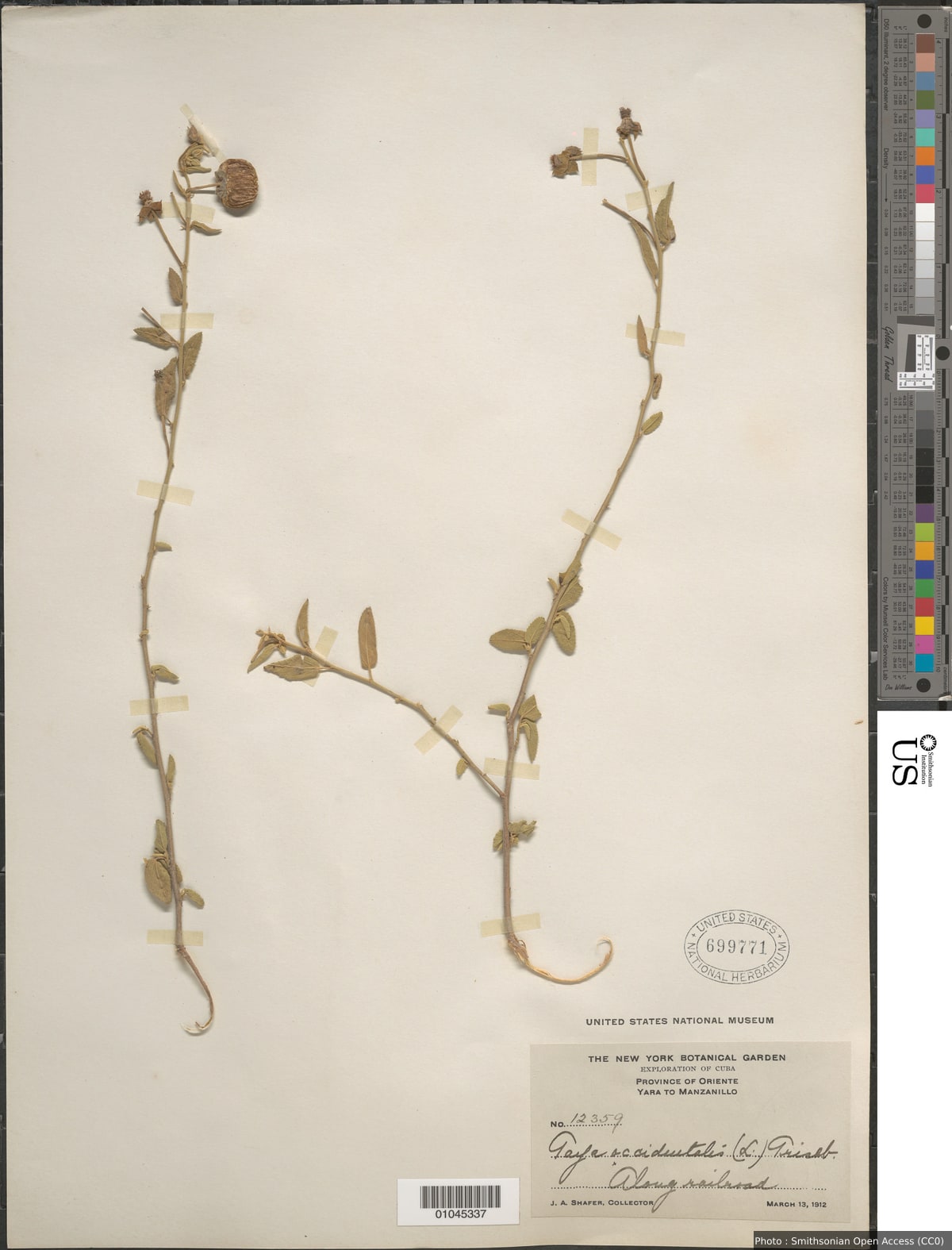 Gaya occidentalis (L.) Sweet