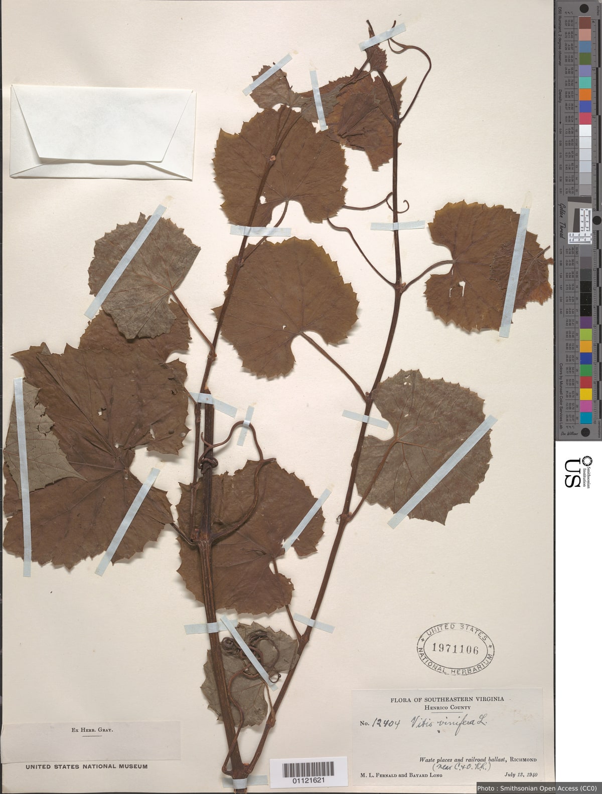 Vitis vinifera L.