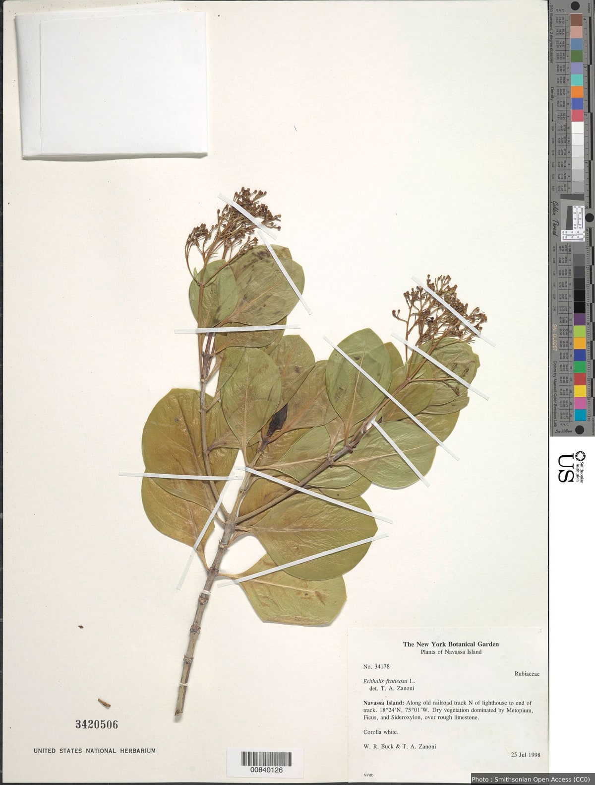 Erithalis fruticosa L.