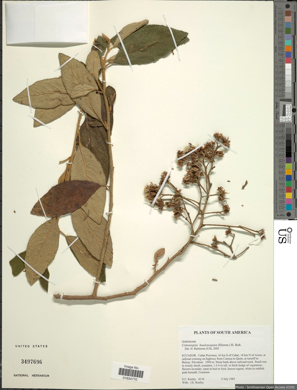 Critoniopsis huairacajana (Hieron.) H. Rob.