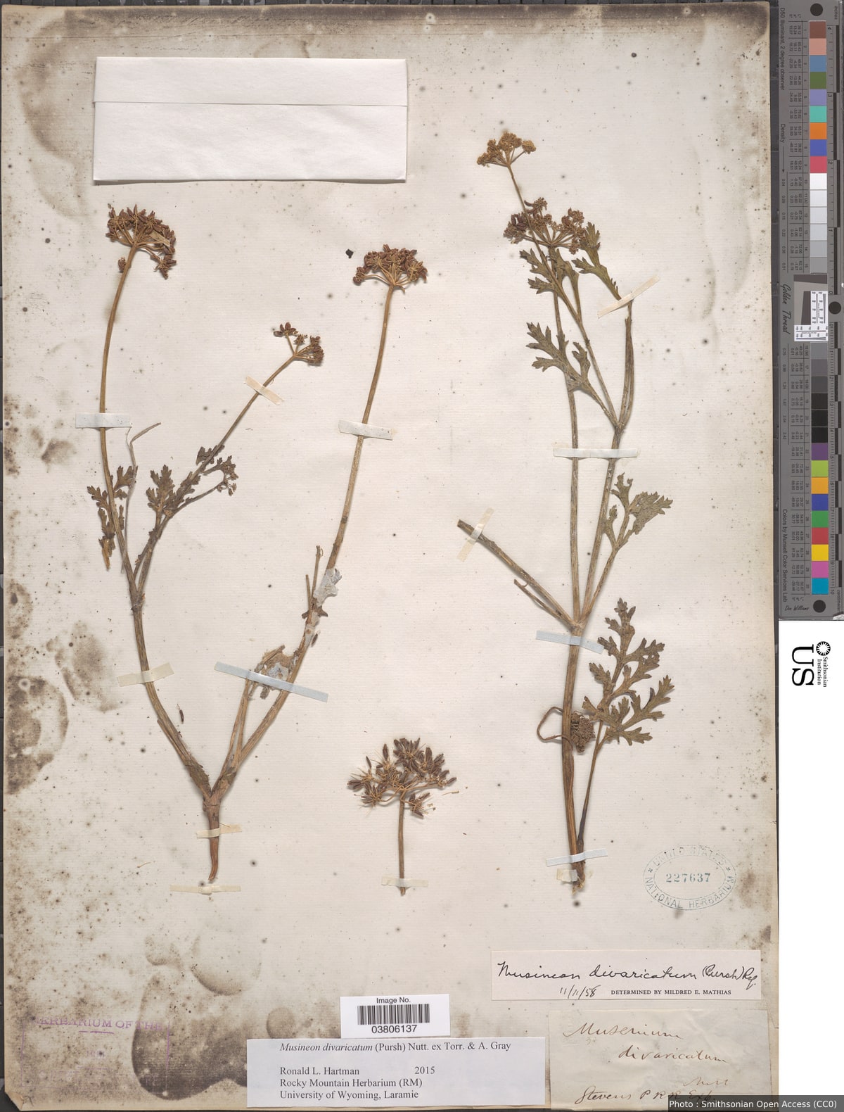 Musineon divaricatum (Pursh) Nutt.