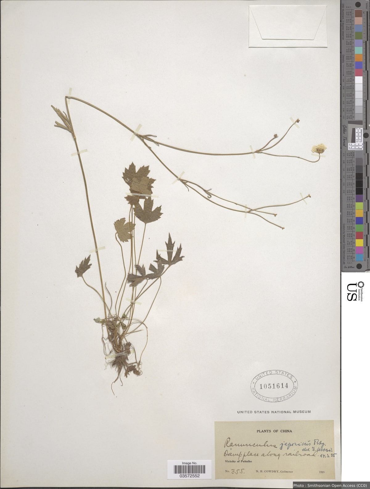 Ranunculus japonicus Thunb.