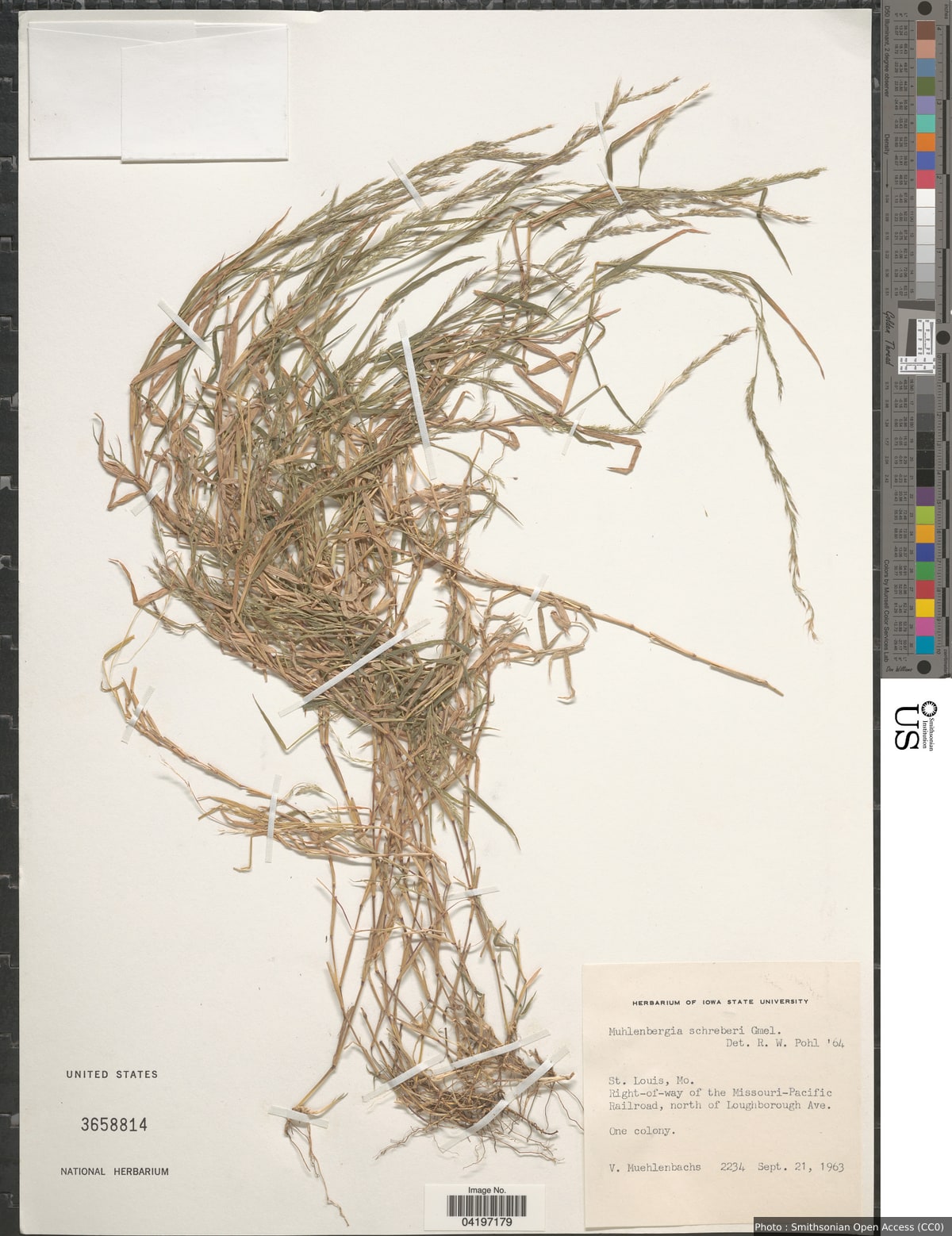 Muhlenbergia schreberi J.F. Gmel.