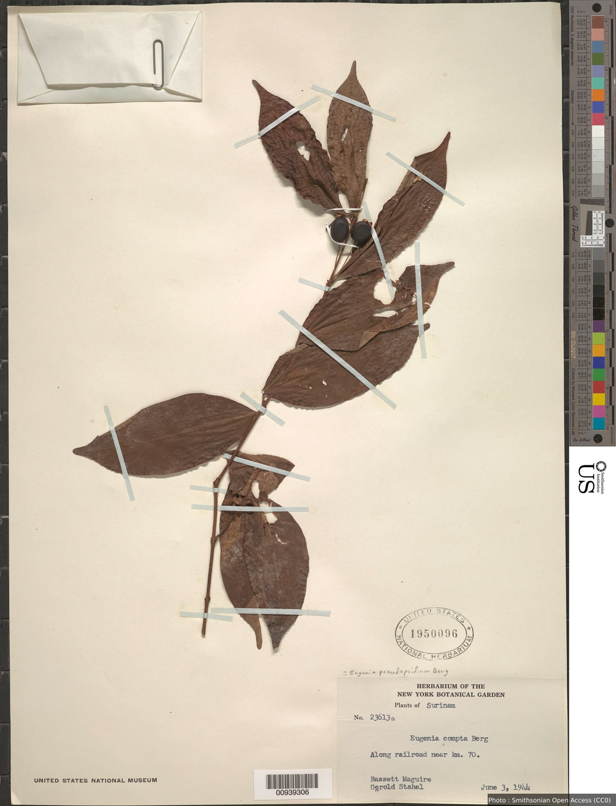 Eugenia pseudopsidium Jacq.