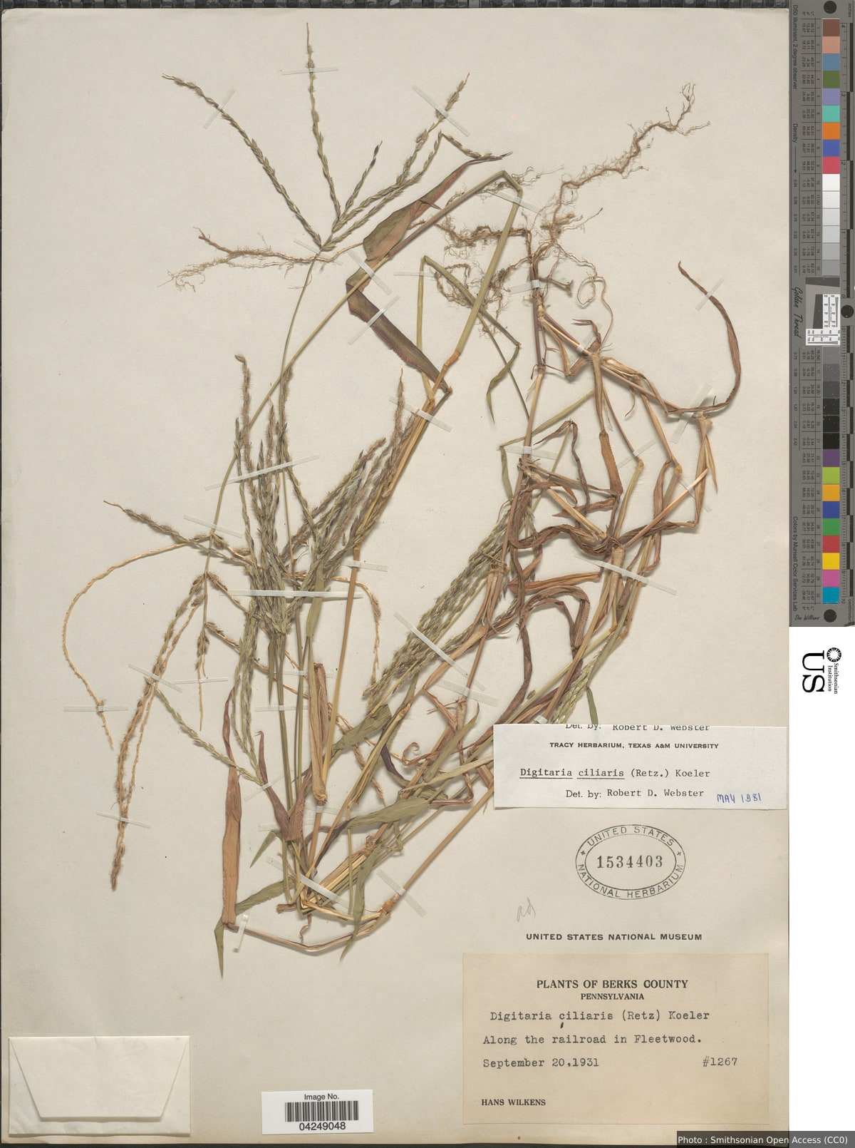Digitaria ciliaris (Retz.) Koeler