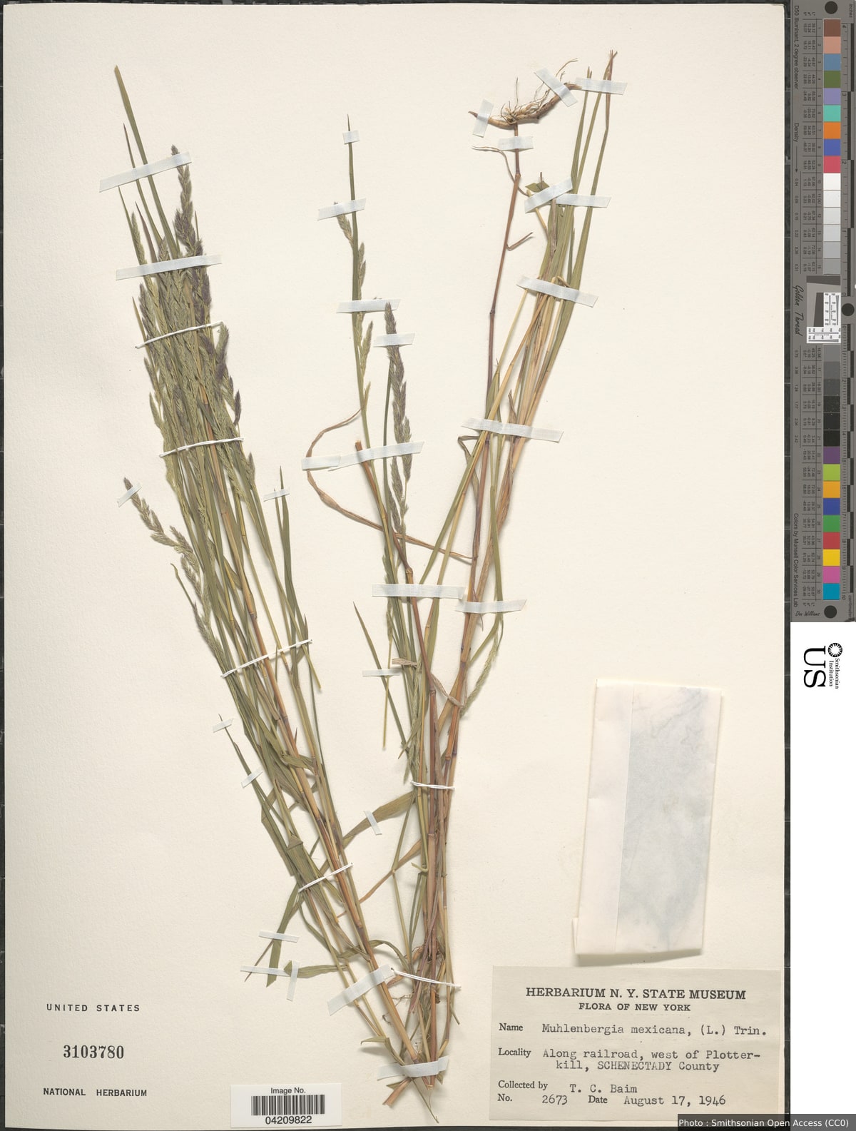 Muhlenbergia mexicana (L.) Trin.