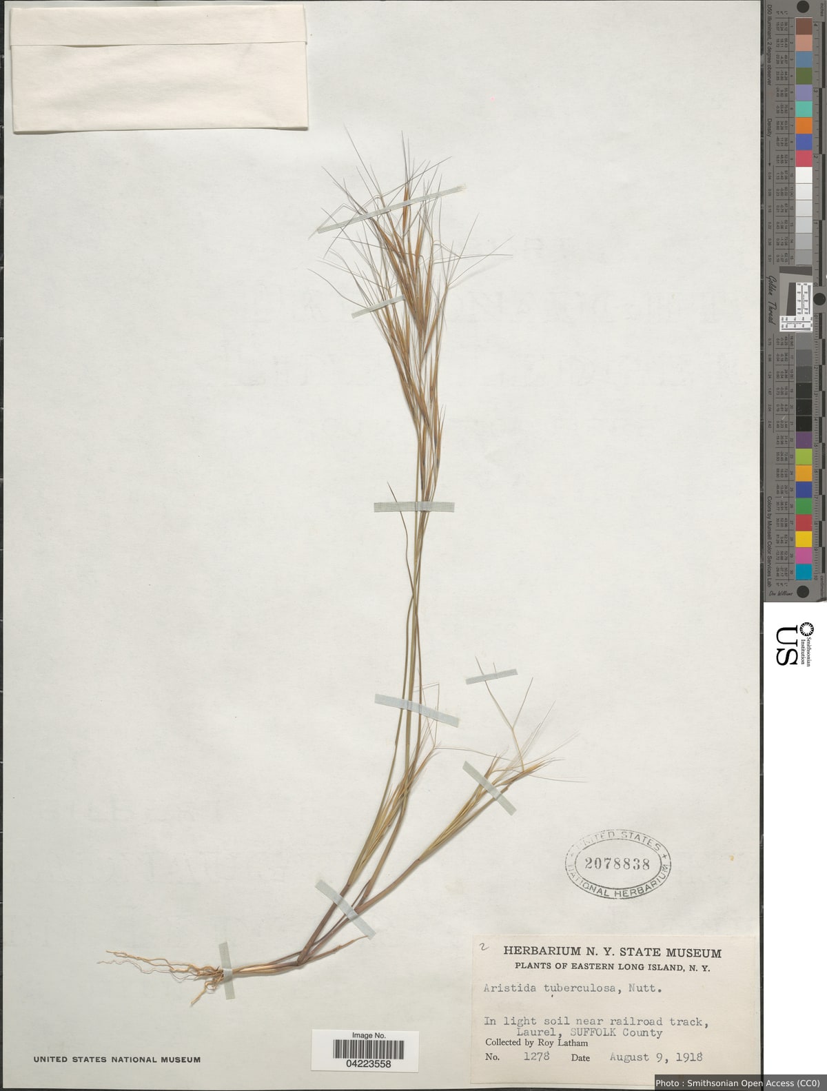 Aristida tuberculosa Nutt.
