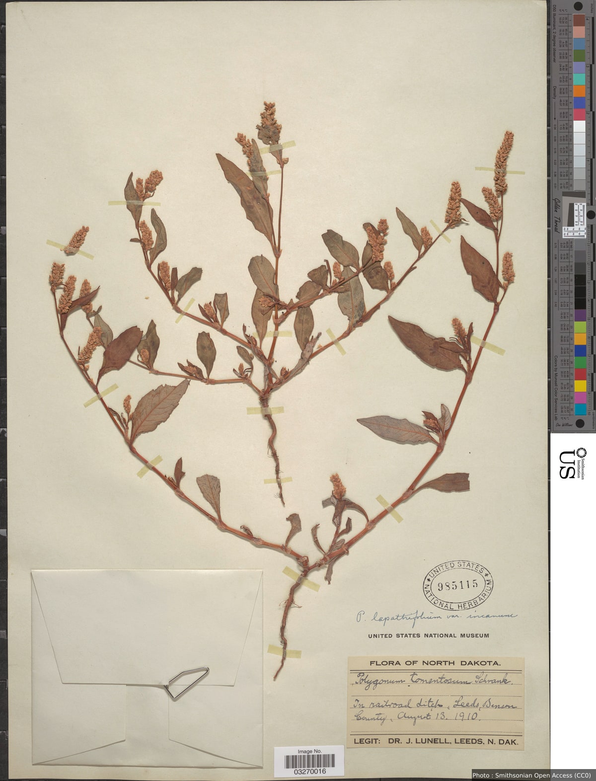 Persicaria lapathifolia (L.) Delarbre