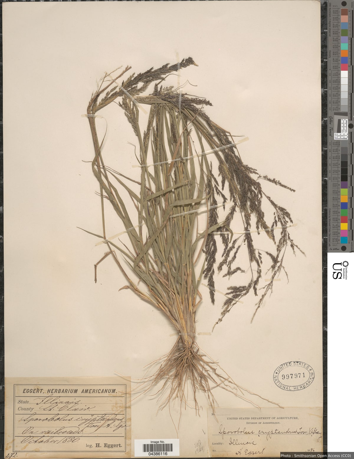 Sporobolus cryptandrus (Torr.) A. Gray