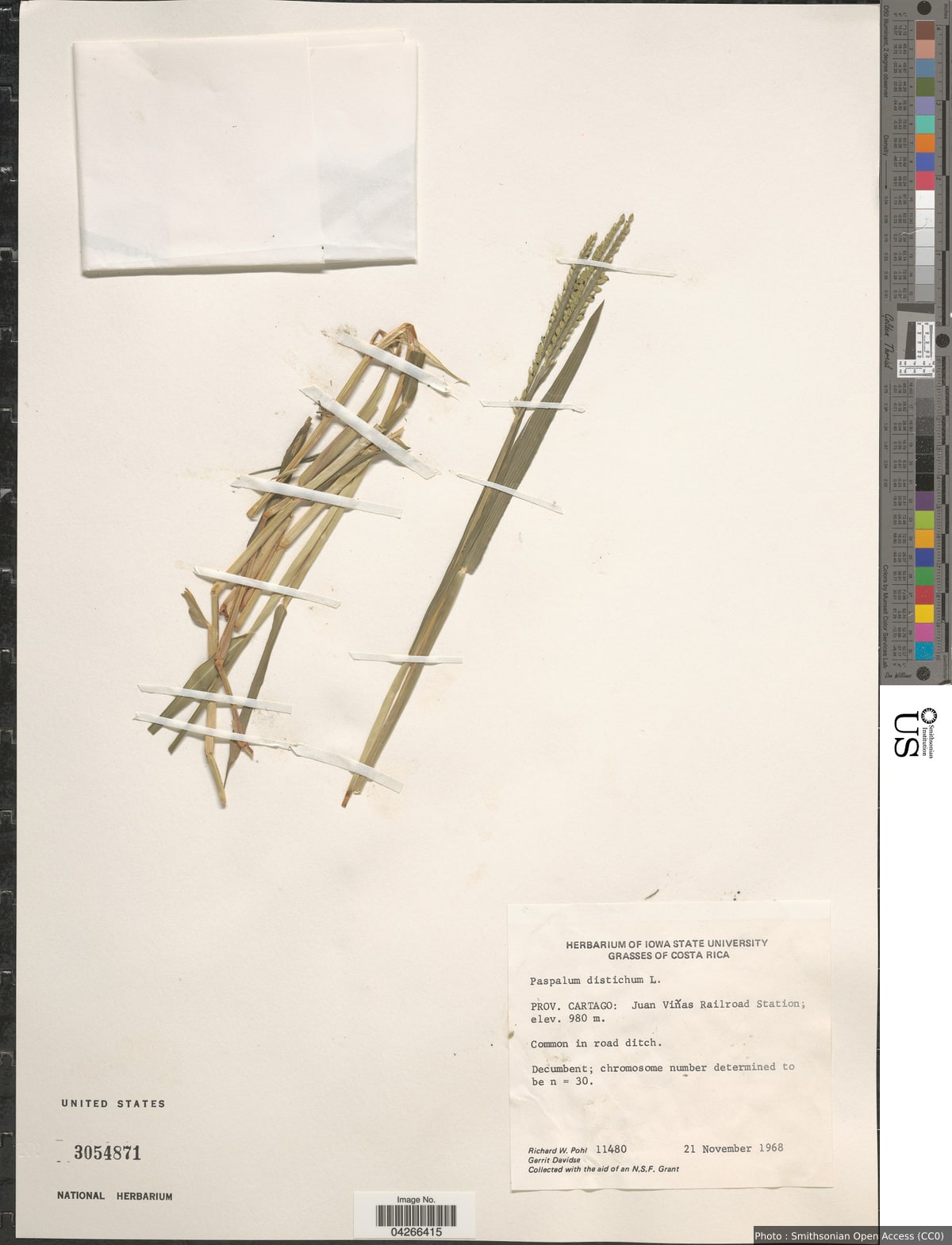 Paspalum distichum L.