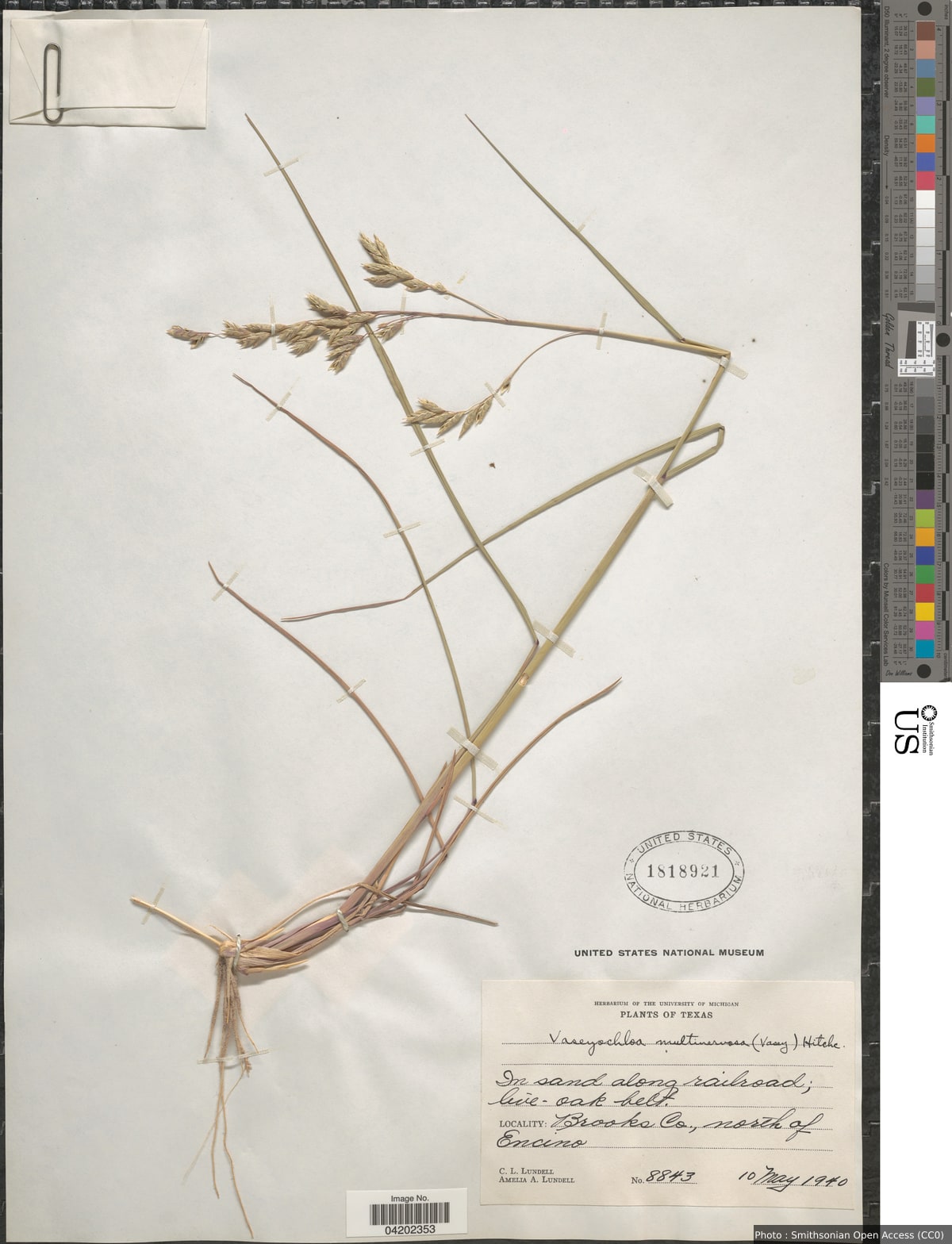 Vaseyochloa multinervosa (Vasey) Hitchc.