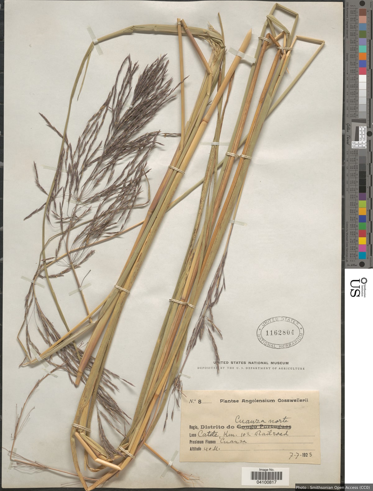 Chrysopogon nigritanus (Benth.) Veldkamp
