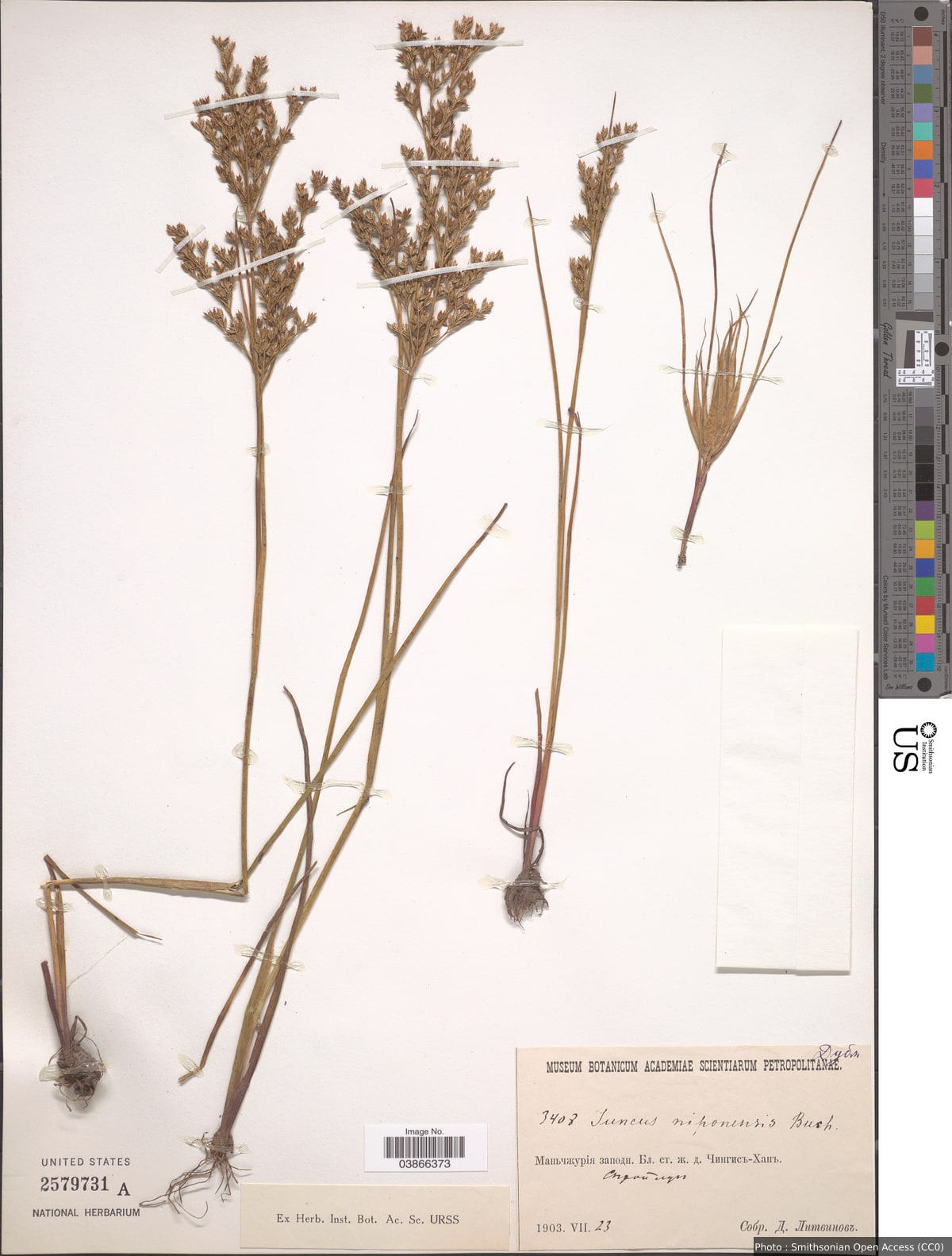 Juncus niponensis Buchenau
