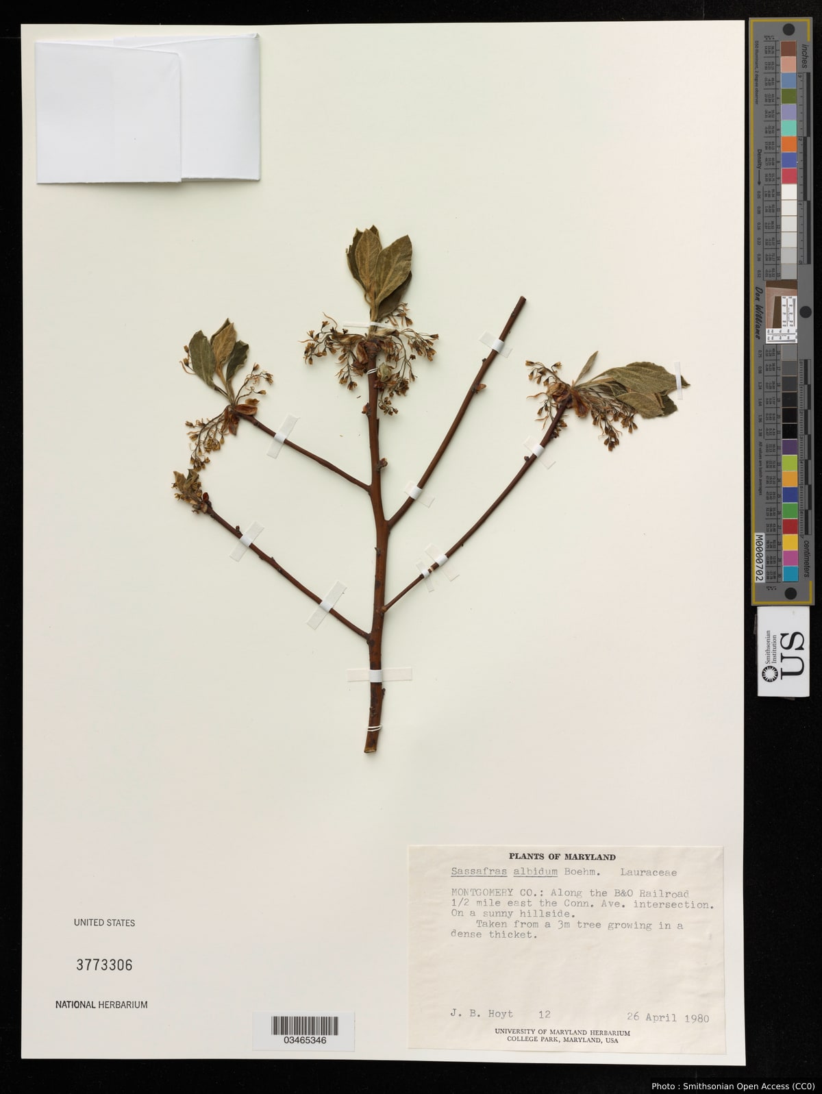 Sassafras albidum (Nutt.) Nees