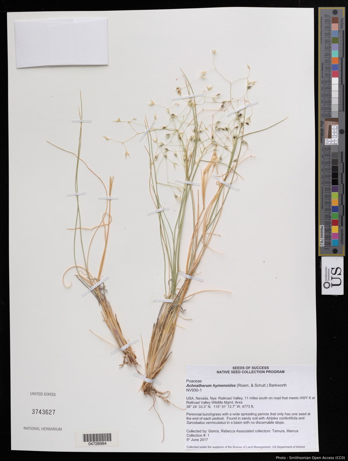 Achnatherum hymenoides (Roem. & Schult.) Barkworth