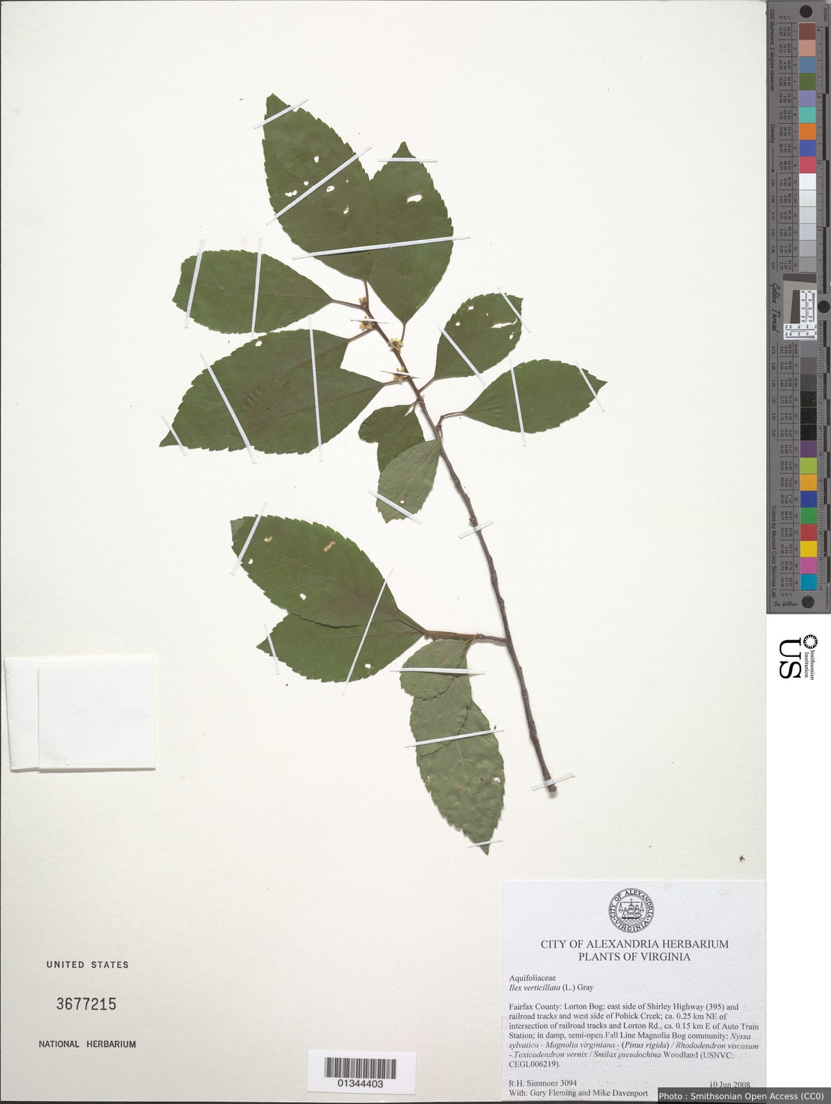 Ilex verticillata (L.) A. Gray