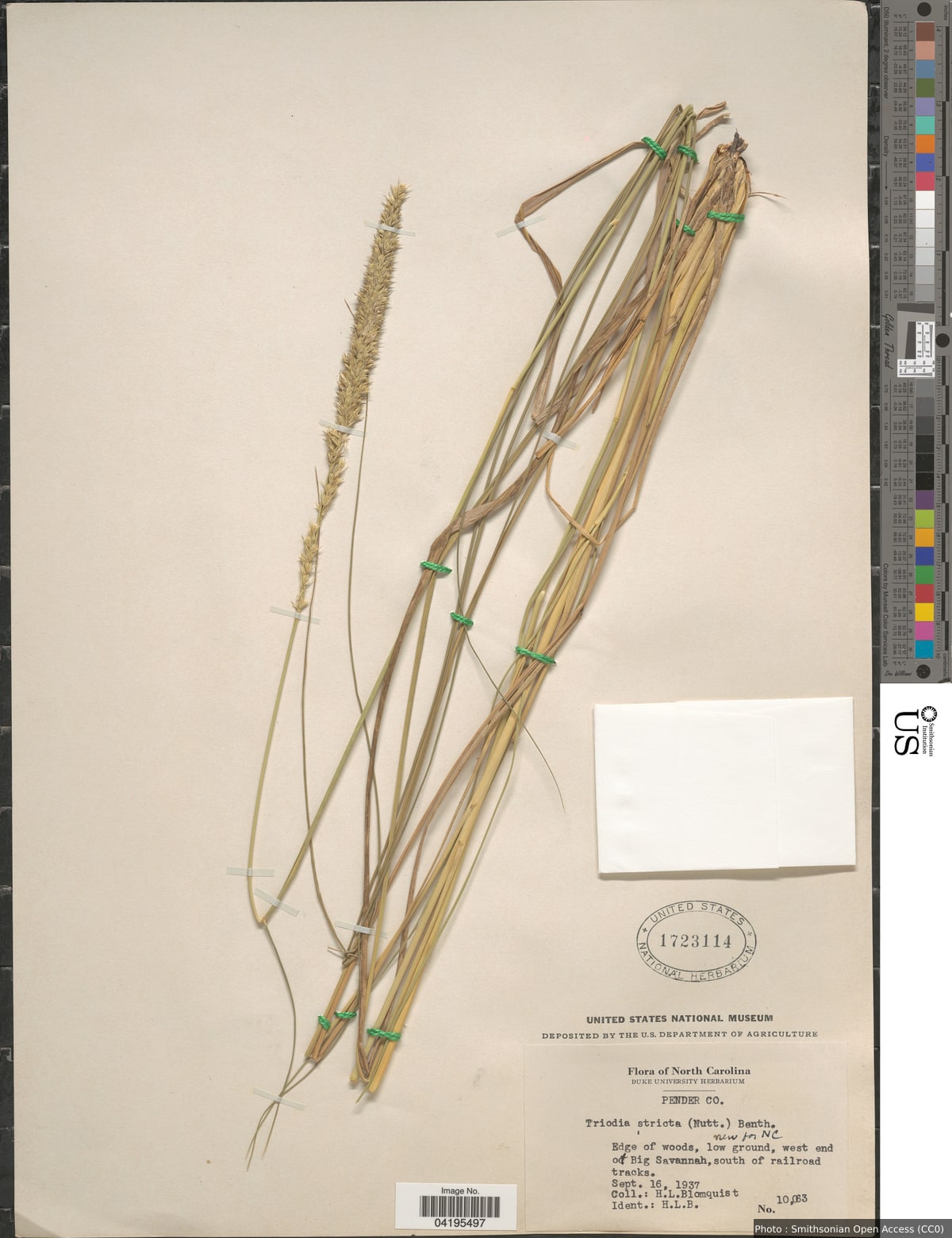 Tridens strictus (Nutt.) Nash