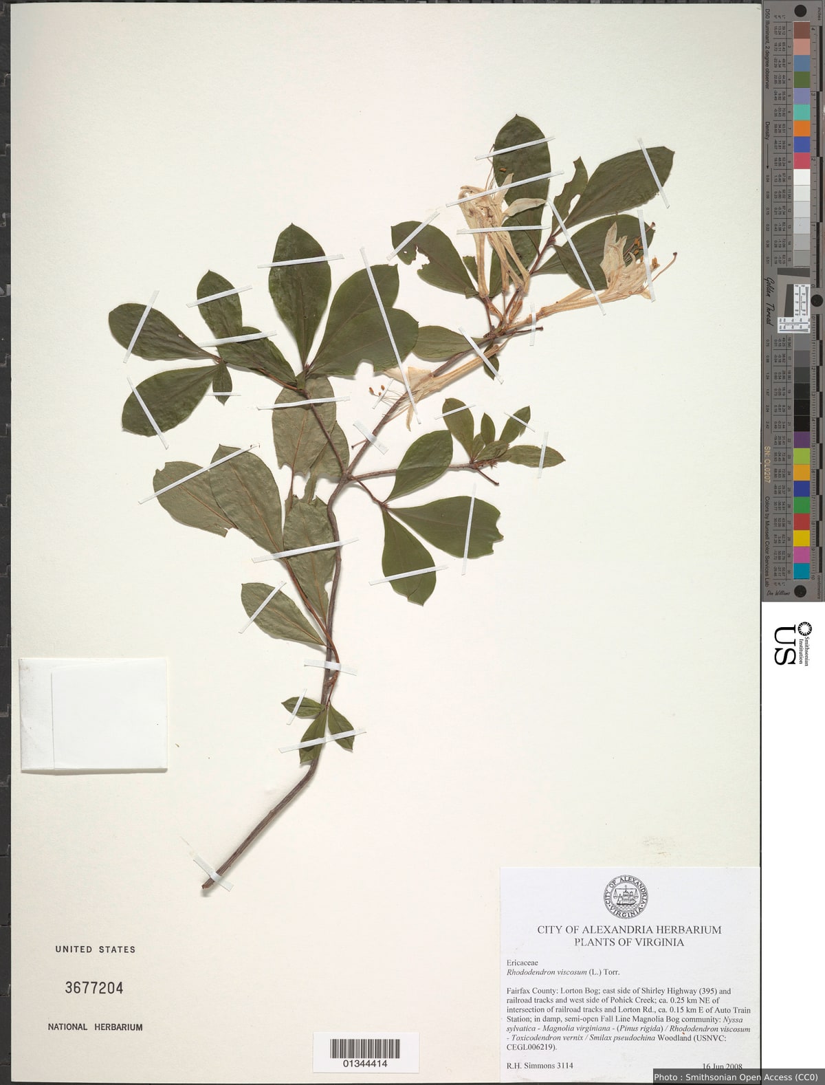 Rhododendron viscosum (L.) Torr.