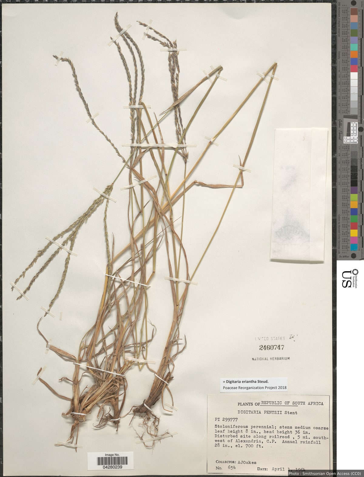 Digitaria eriantha Steud.