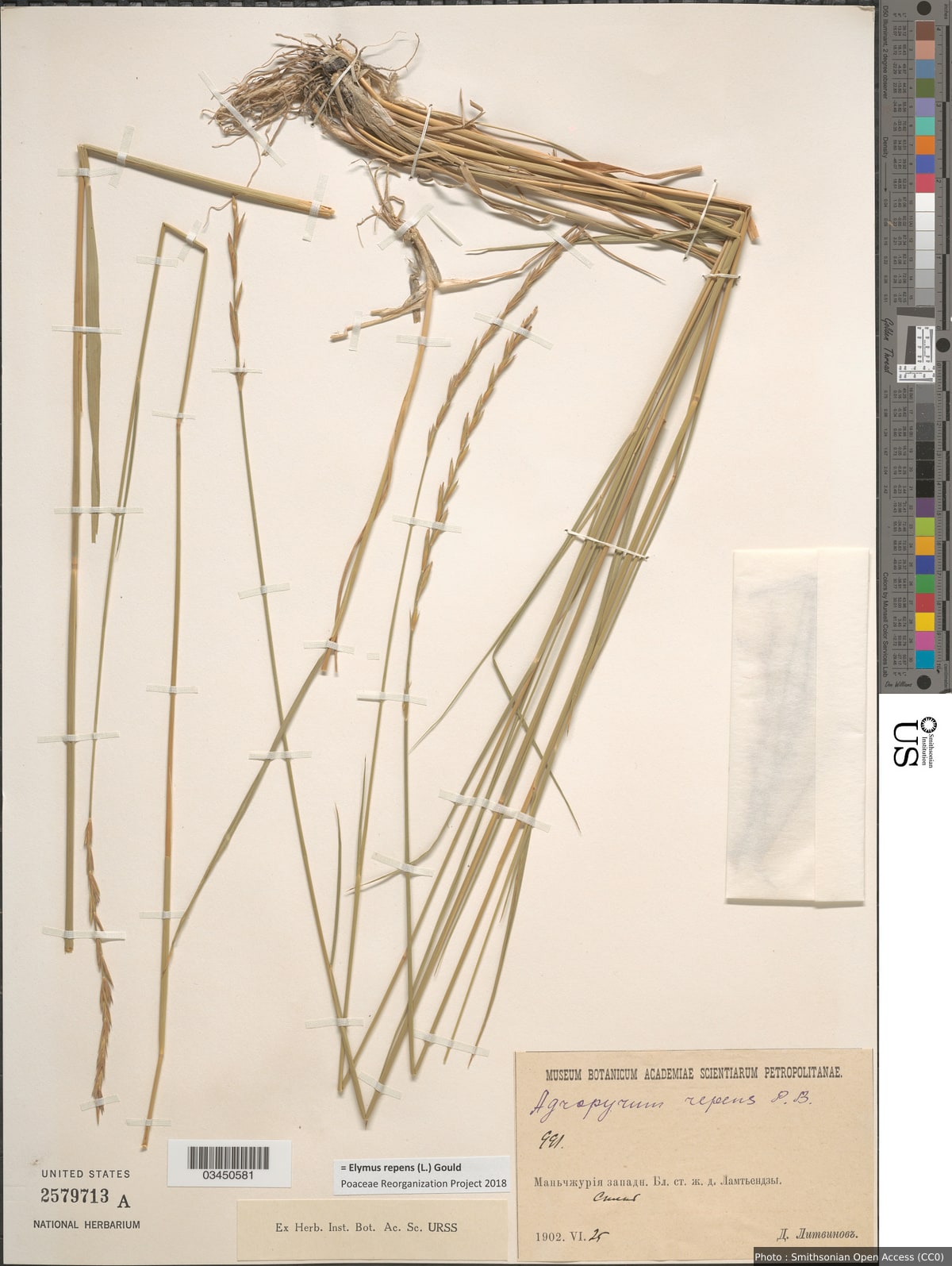 Elymus repens (L.) Gould