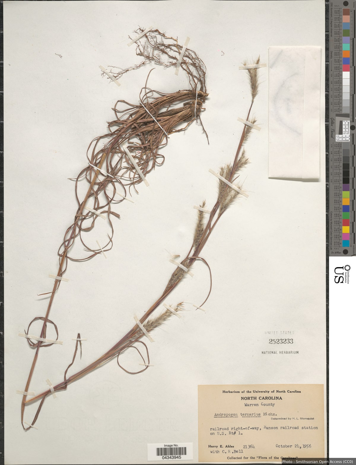 Andropogon ternarius Michx.