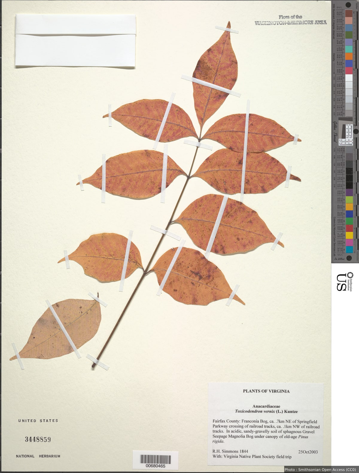 Toxicodendron vernix (L.) Kuntze