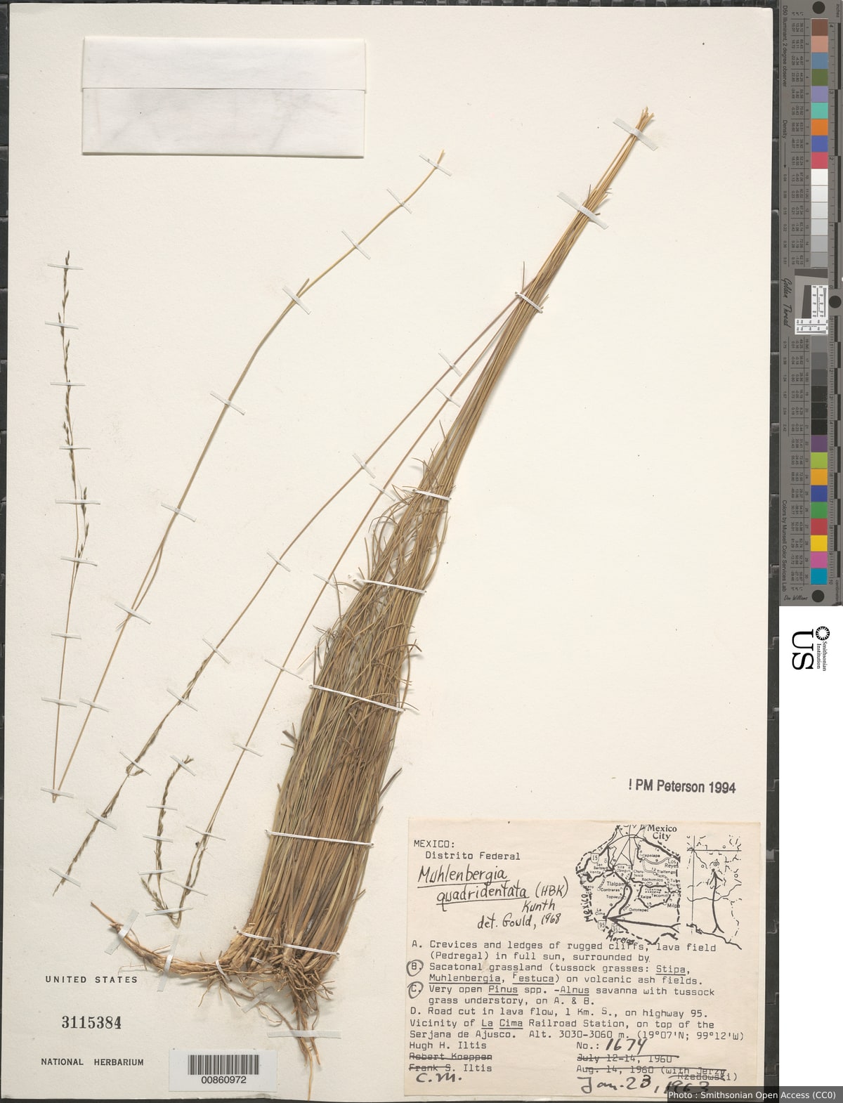 Muhlenbergia purpusii Mez