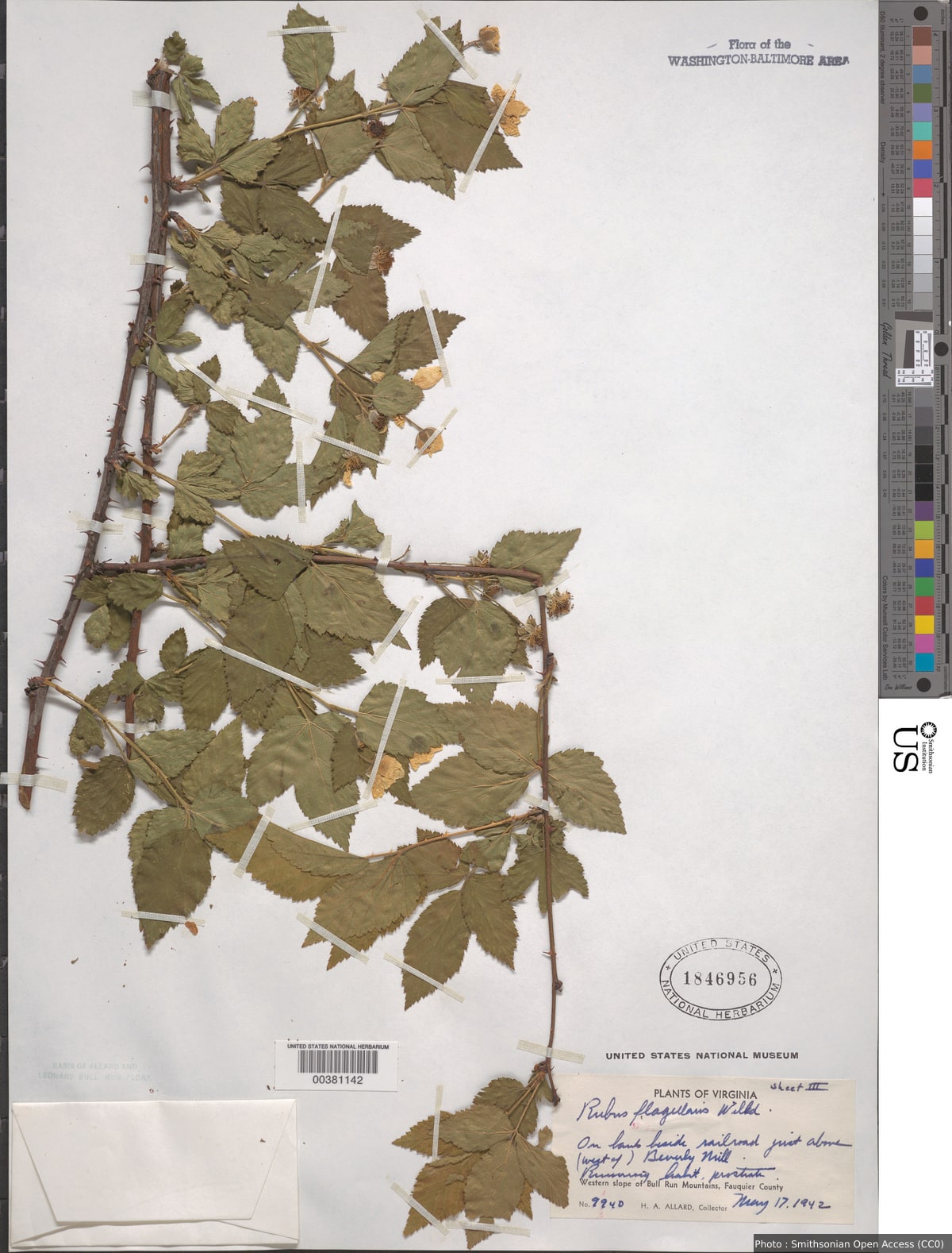 Rubus flagellaris Willd.