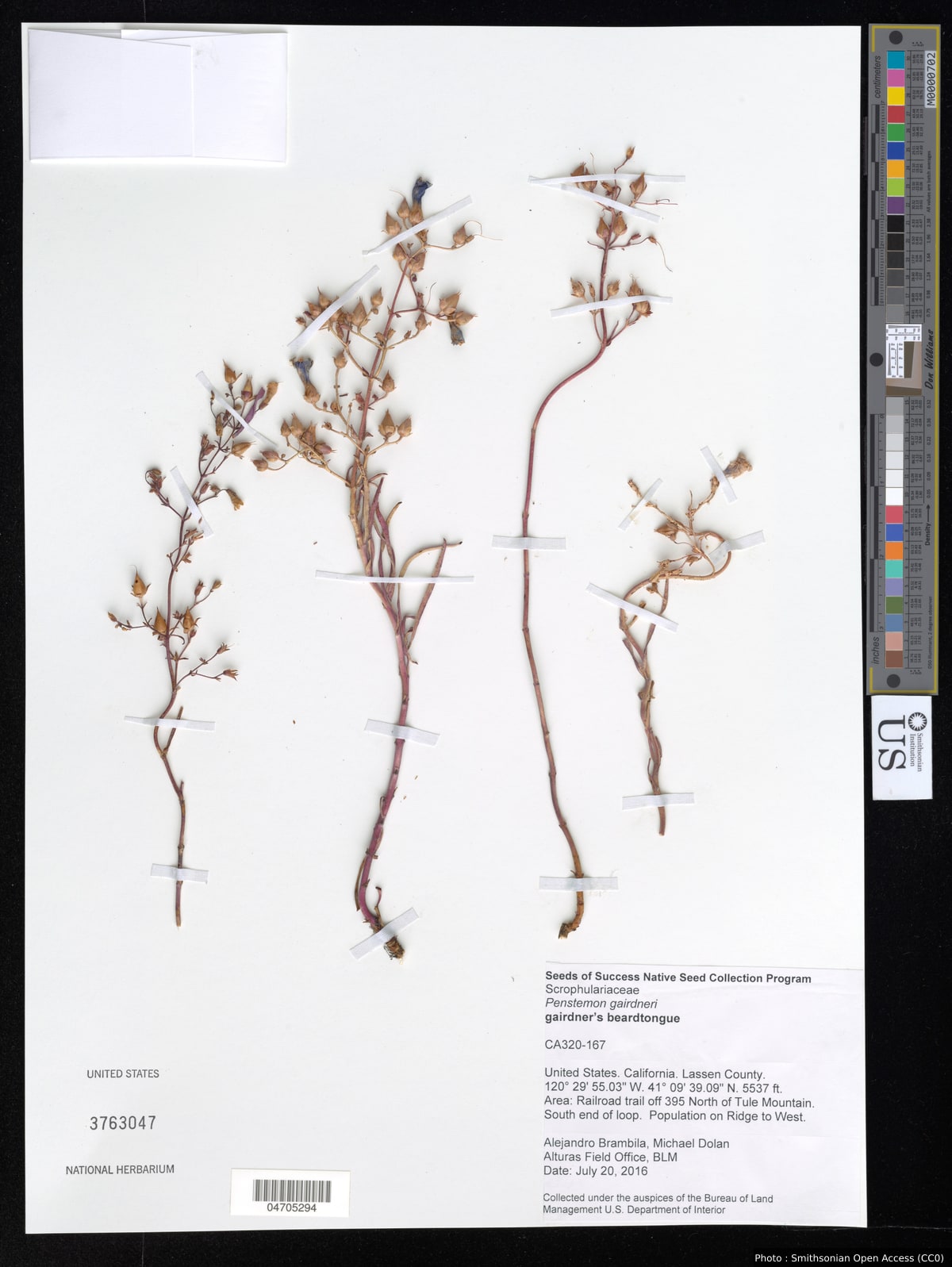 Penstemon gairdneri Hook.