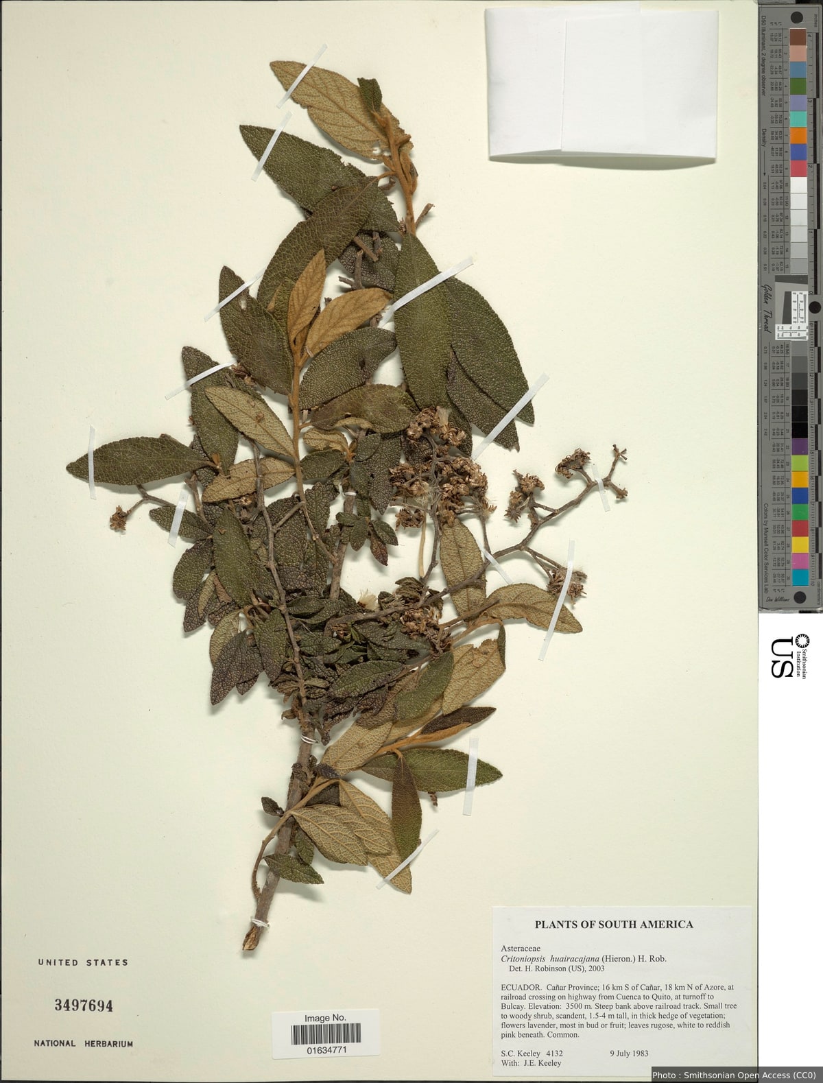Critoniopsis huairacajana (Hieron.) H. Rob.