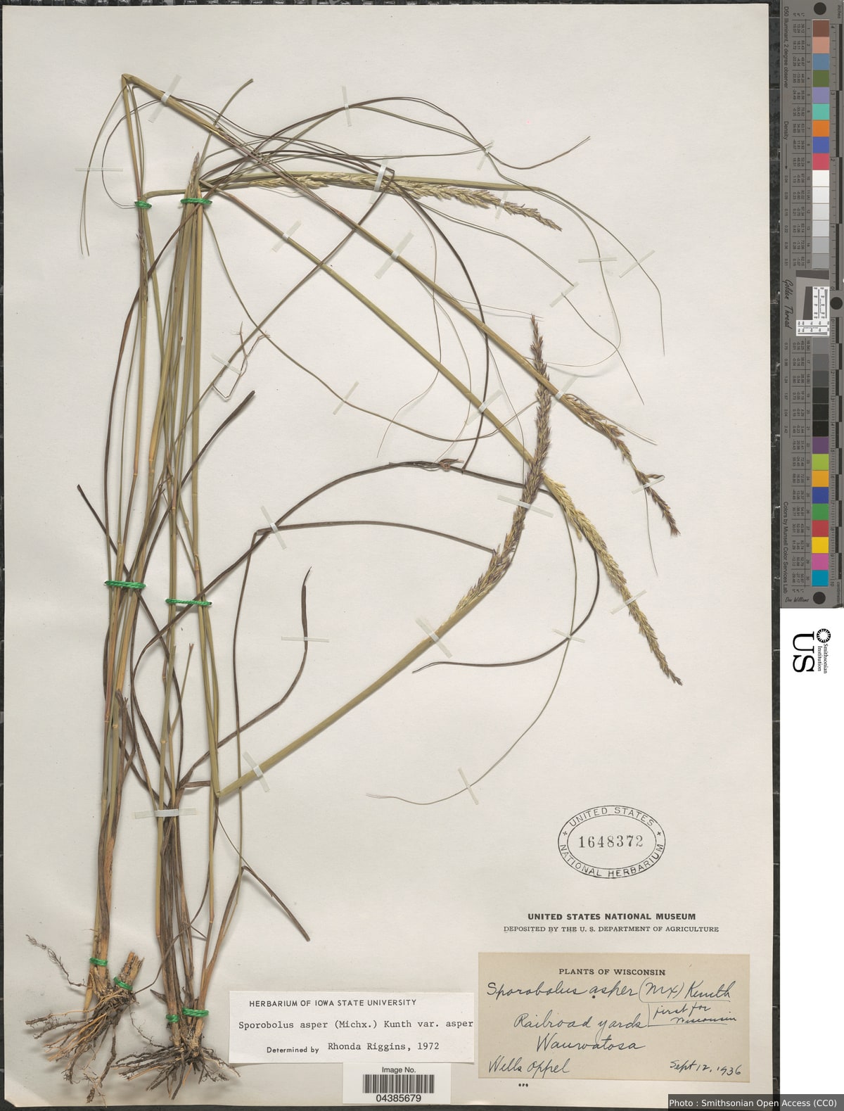 Sporobolus compositus (Poir.) Merr.