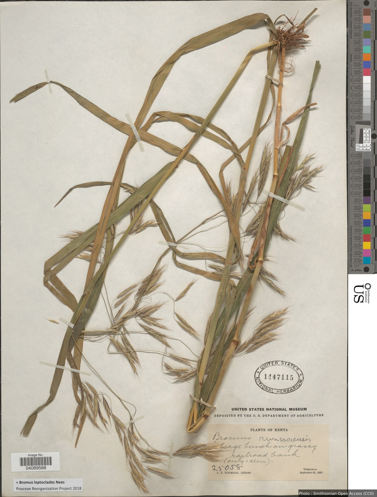 Bromus leptoclados Nees