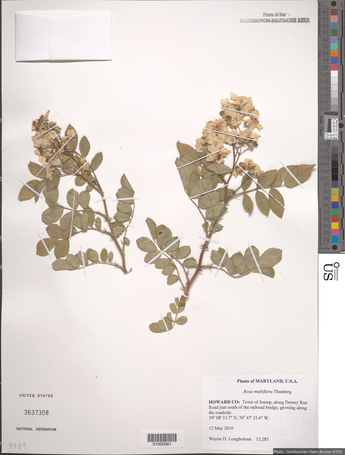 Rosa multiflora Thunb.