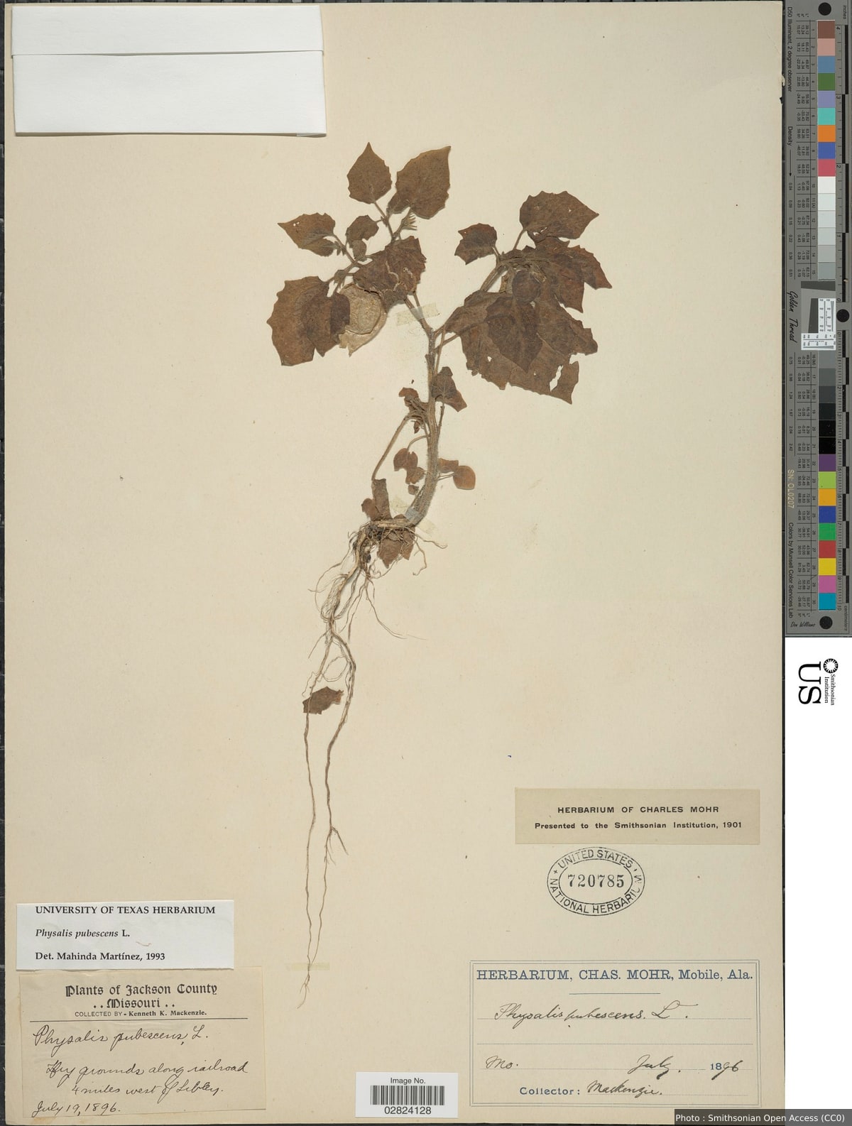 Physalis pubescens L.