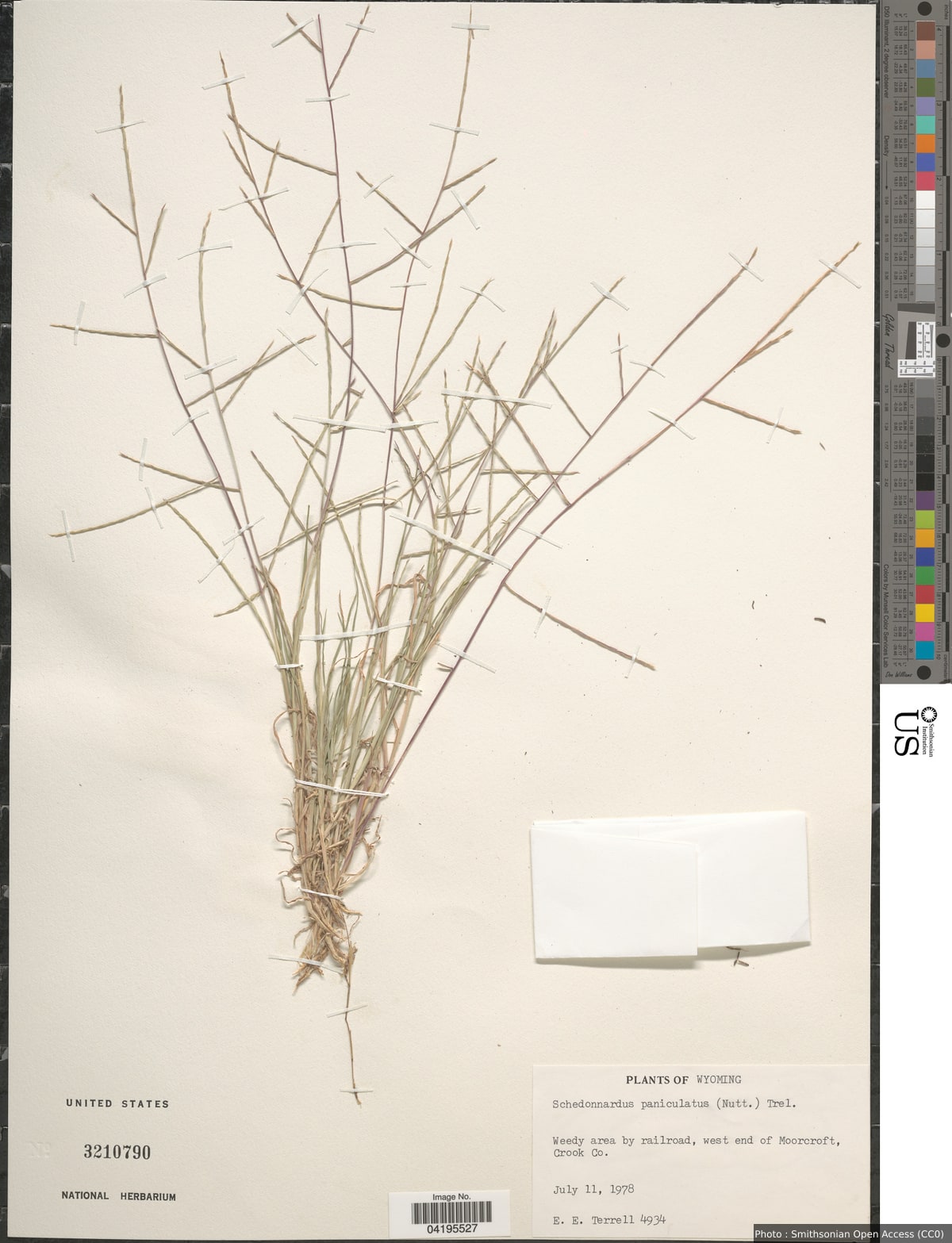 Muhlenbergia paniculata (Nutt.) Columbus