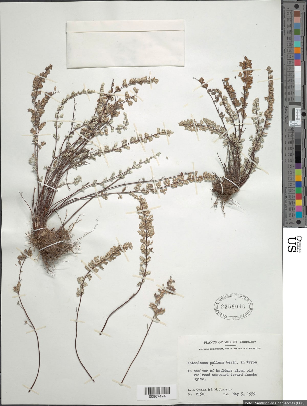 Argyrochosma pallens (Weath.) Windham
