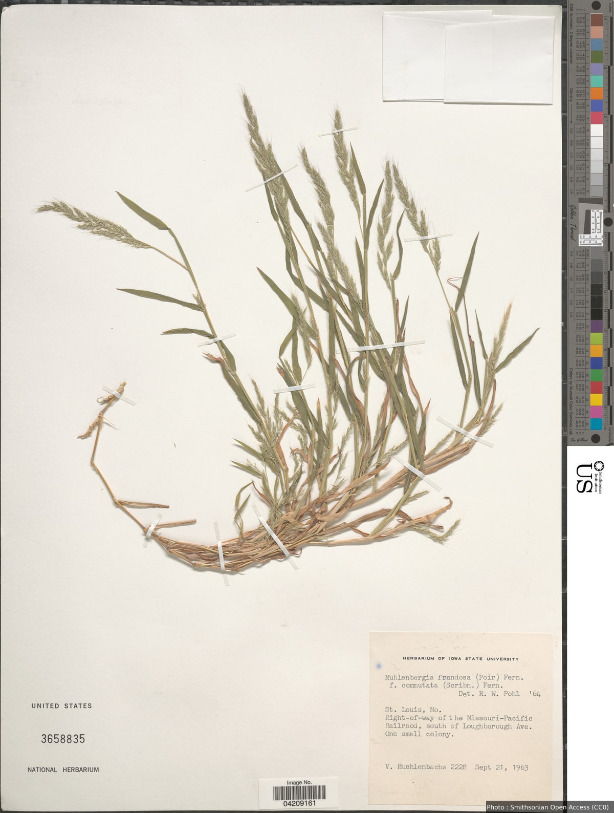 Muhlenbergia frondosa (Poir.) Fernald