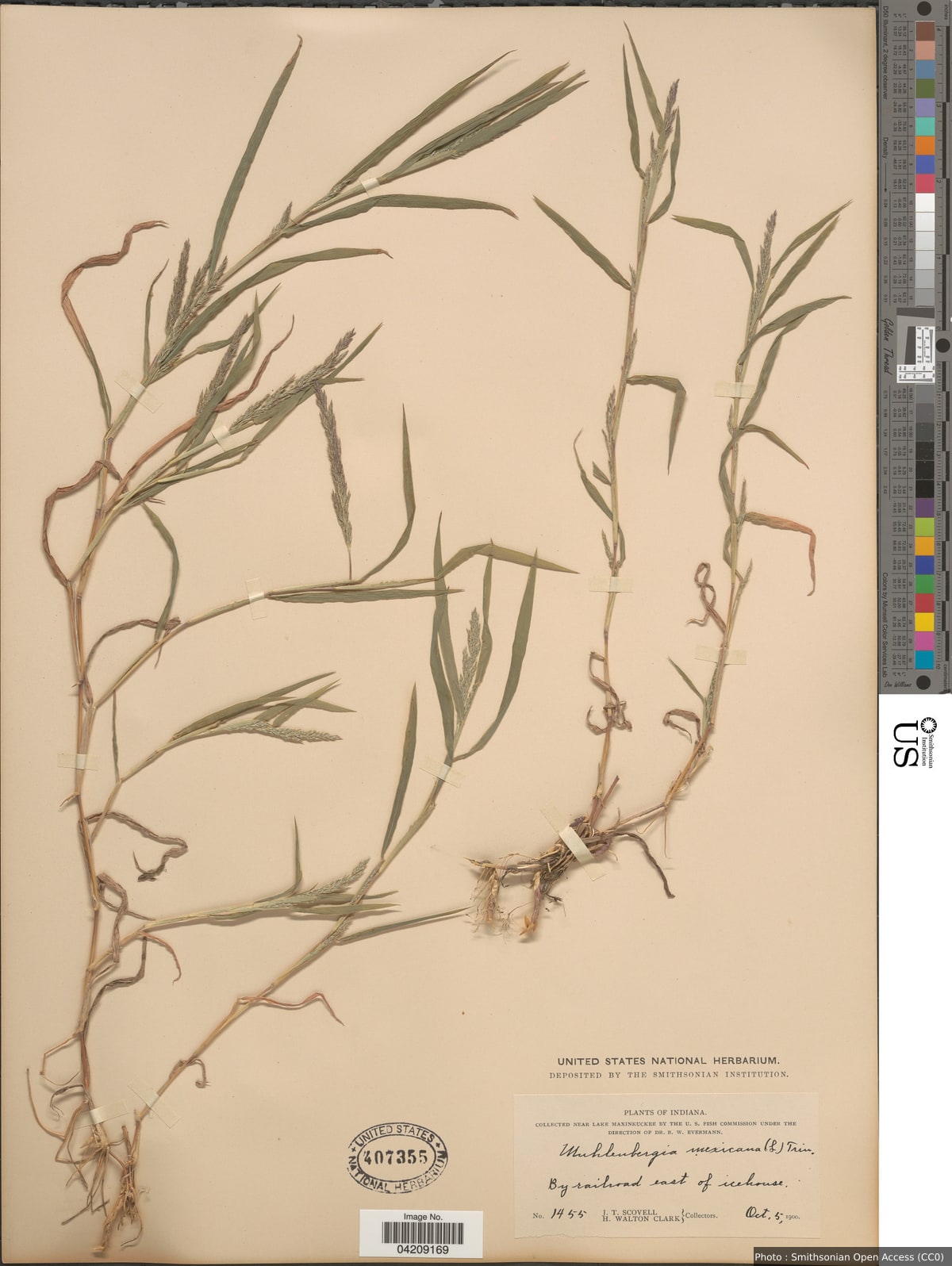 Muhlenbergia frondosa (Poir.) Fernald
