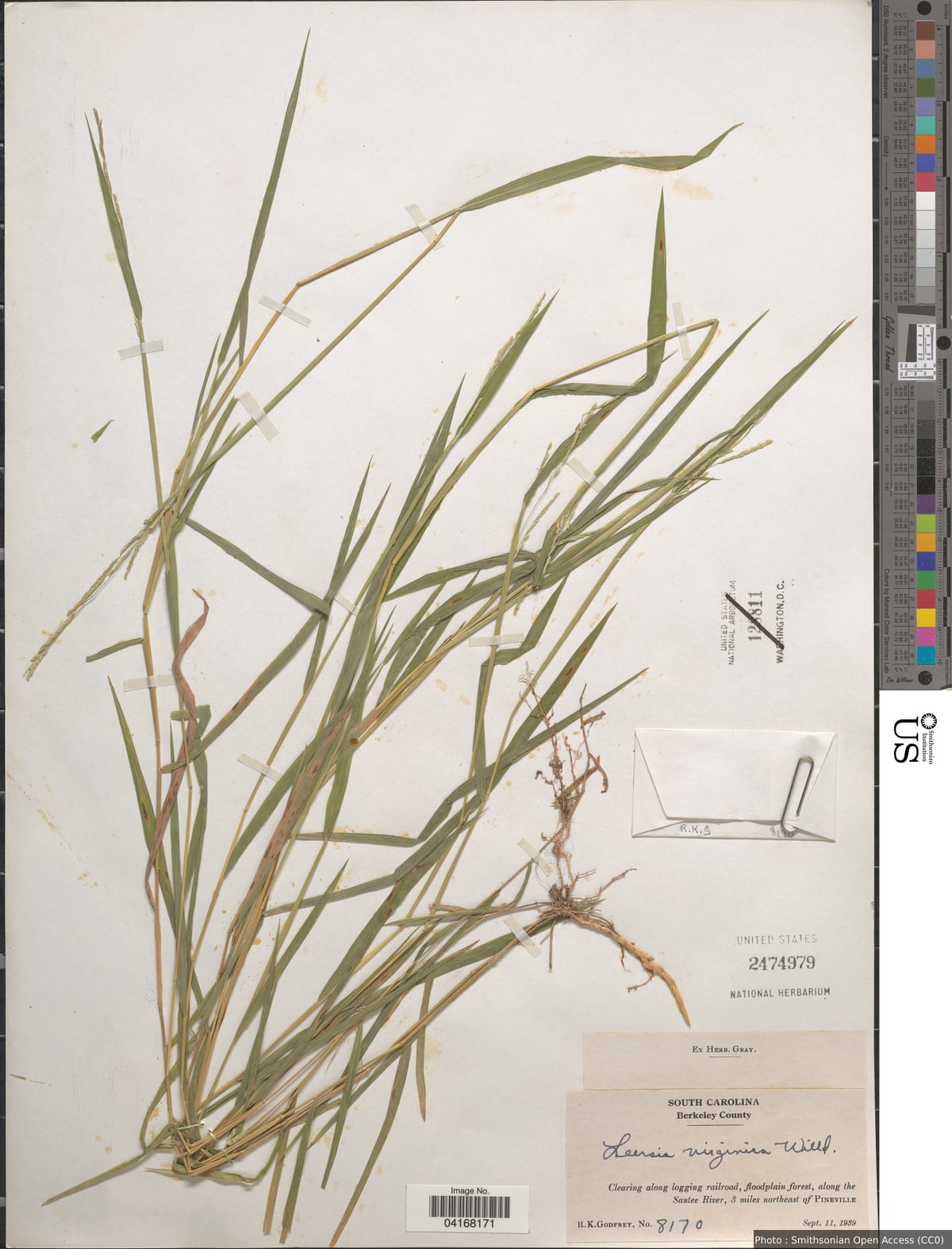 Leersia virginica Willd.