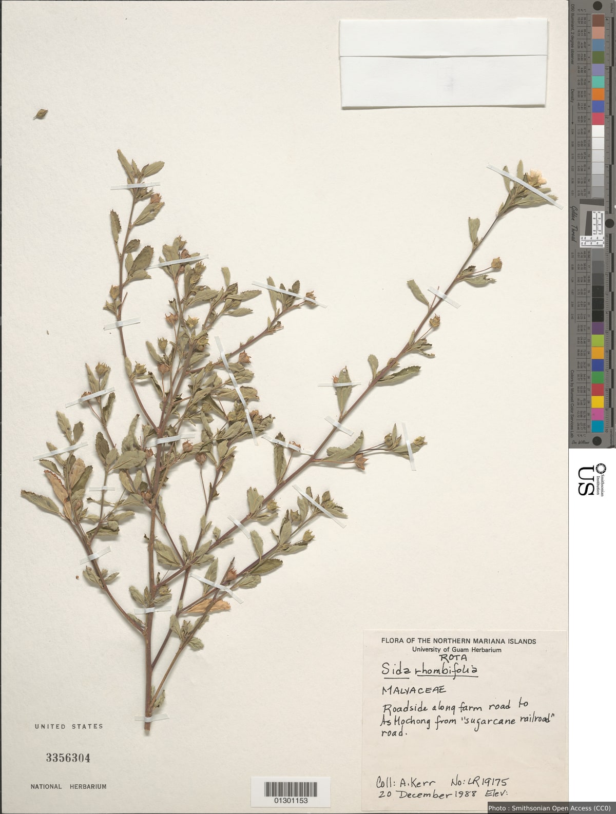 Sida rhombifolia L.