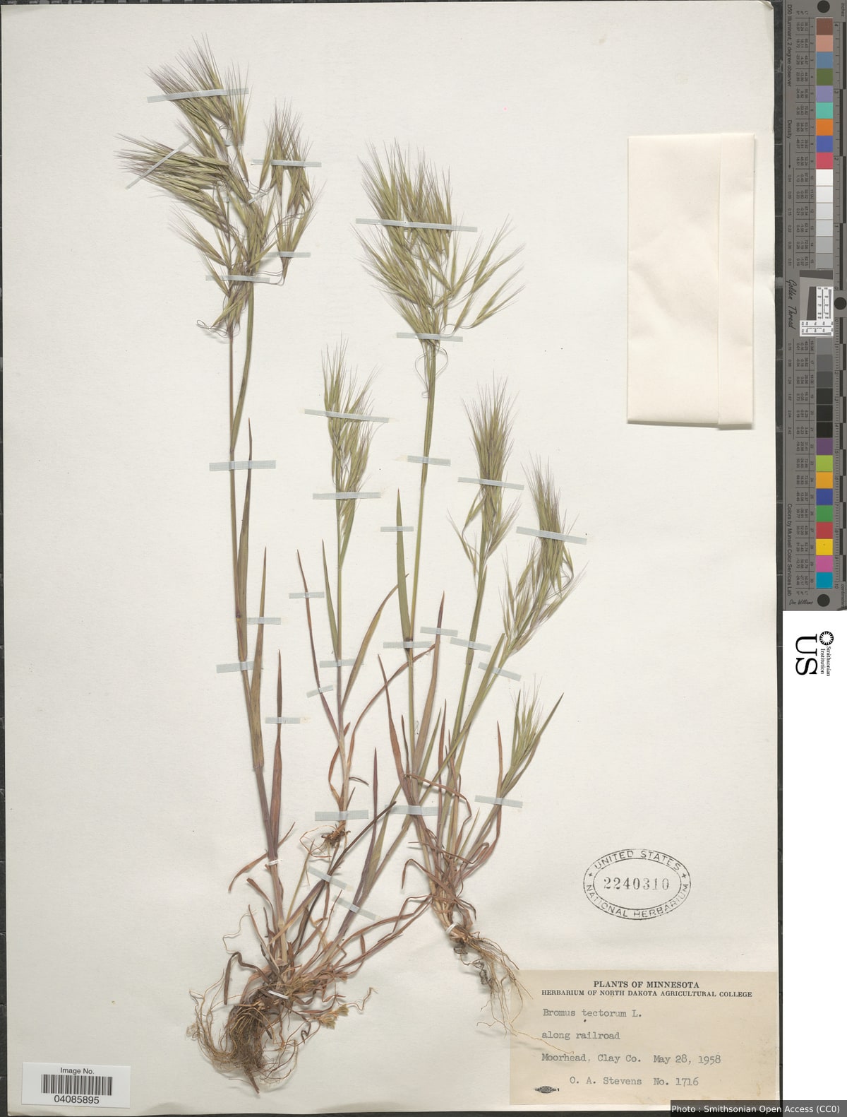 Bromus tectorum L.