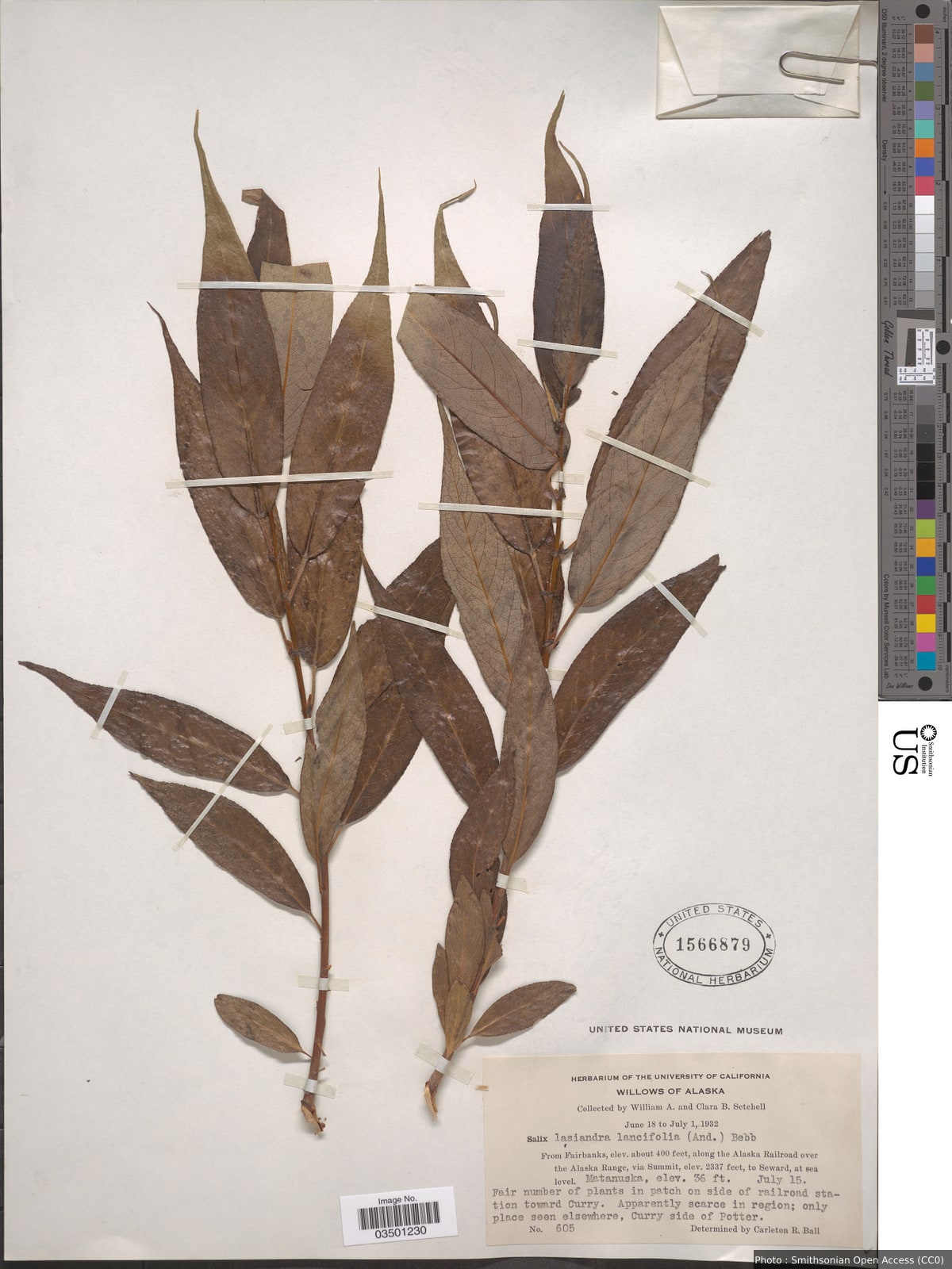 Salix lasiandra var. lancifolia Bebb